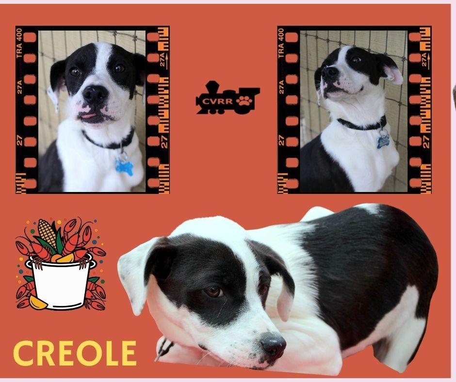 Enlarge Creole, a Adoptable Catahoula Leopard Dog in LINDSAY, CA image 1/1