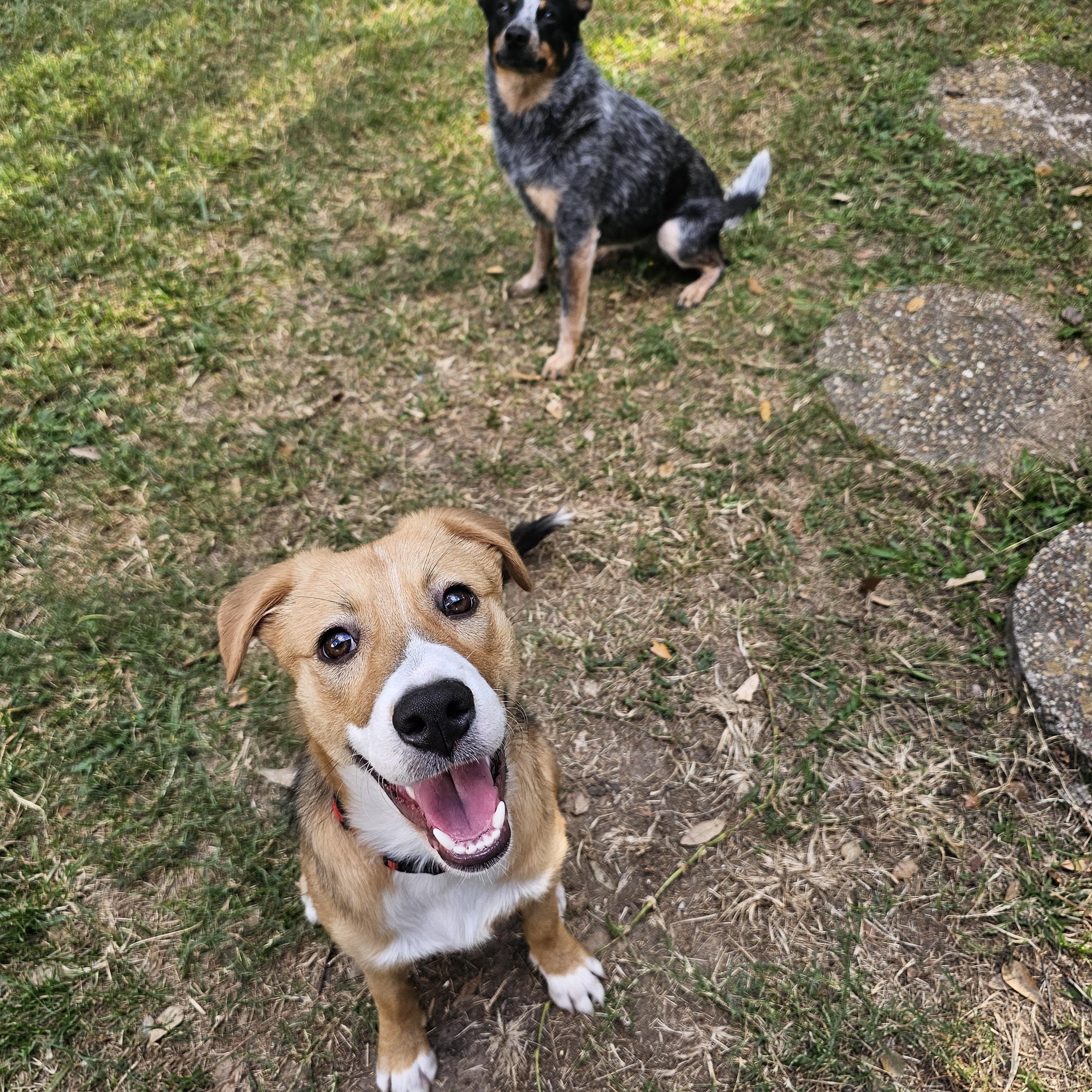 Enlarge Daisy, an adoption pending mixed breed in Grand Rapids, MI image 5/6