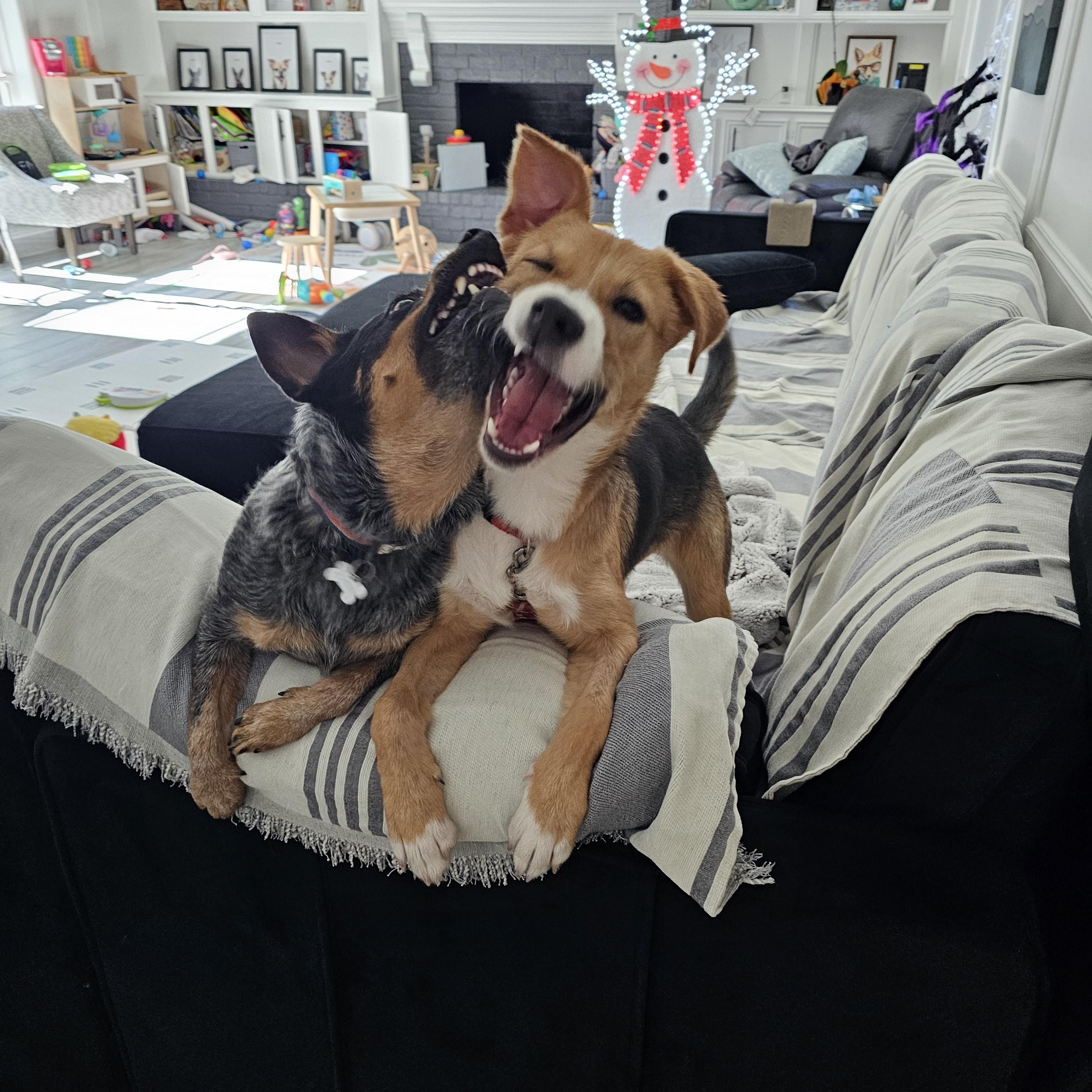 Enlarge Daisy, an adoption pending mixed breed in Grand Rapids, MI image 3/6