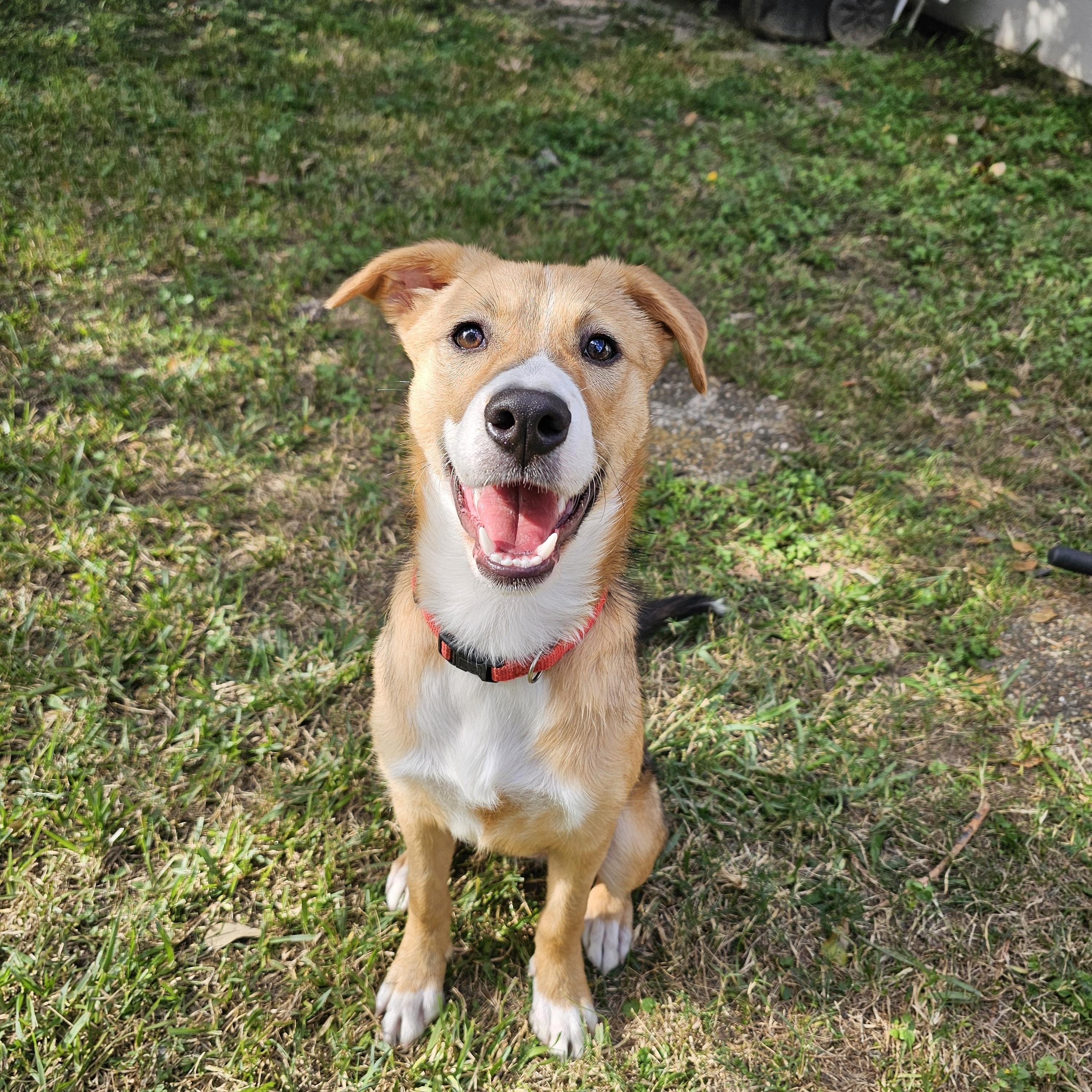 Enlarge Daisy, an adoption pending mixed breed in Grand Rapids, MI image 4/6