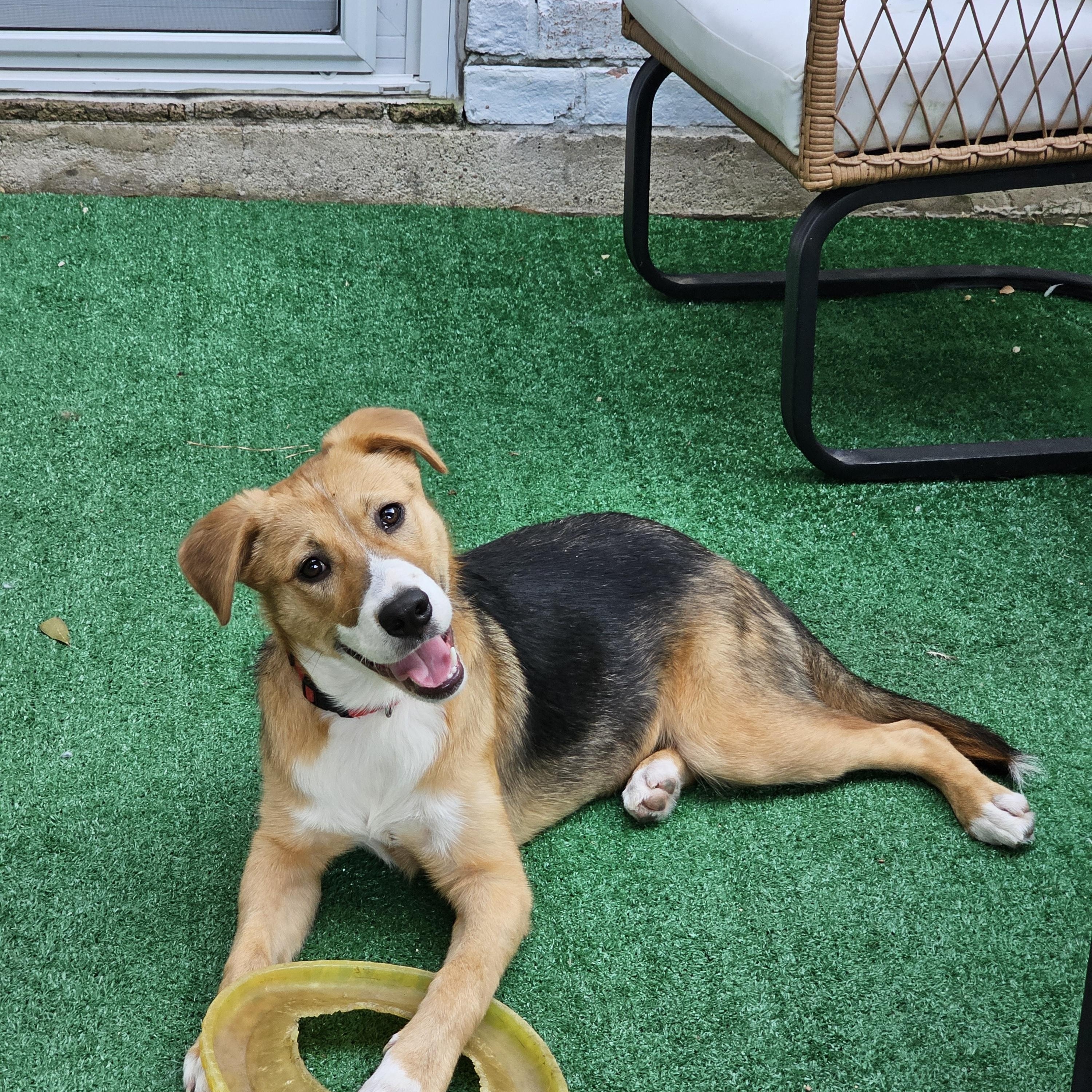 Enlarge Daisy, an adoption pending mixed breed in Grand Rapids, MI image 2/6