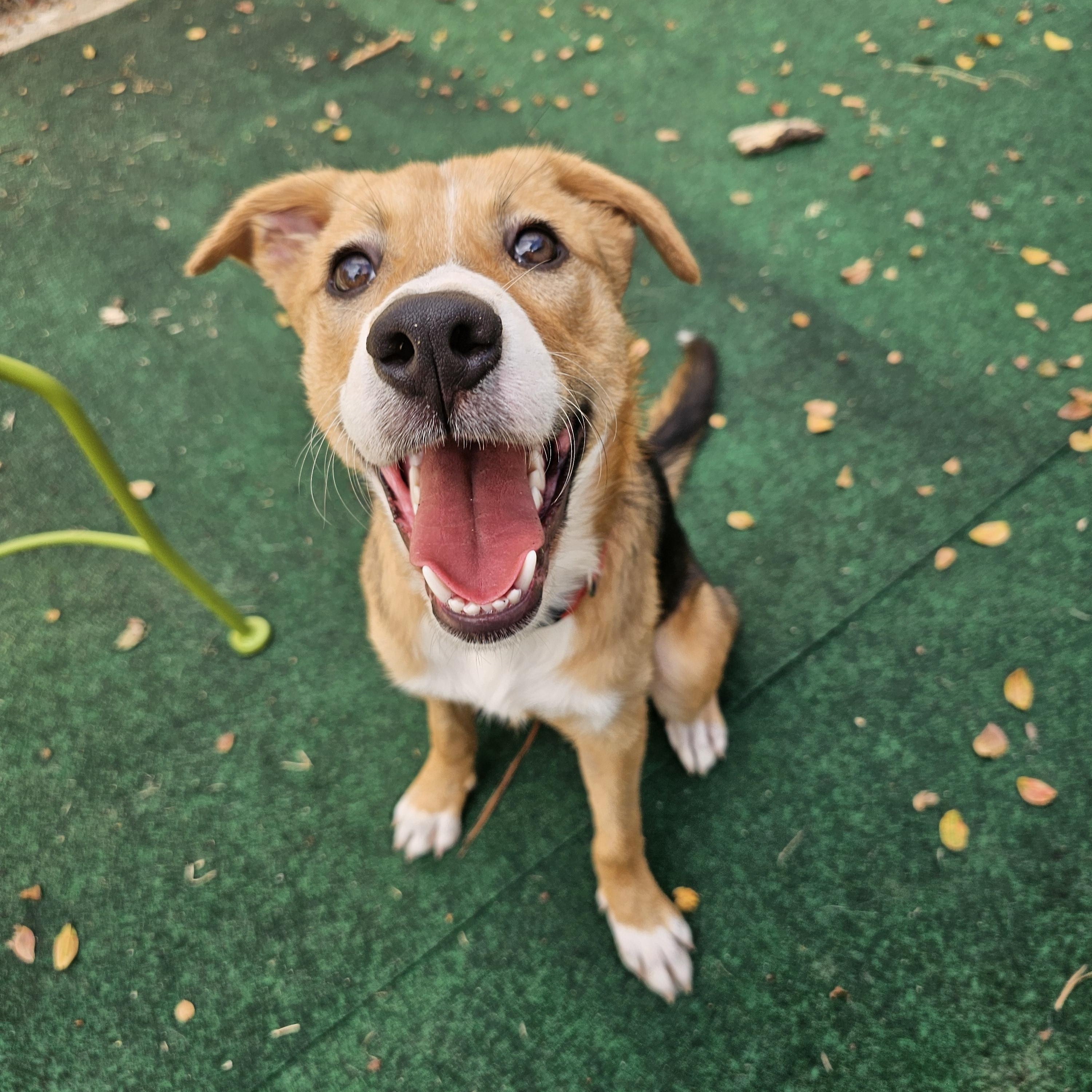 Enlarge Daisy, an adoption pending mixed breed in Grand Rapids, MI image 1/6