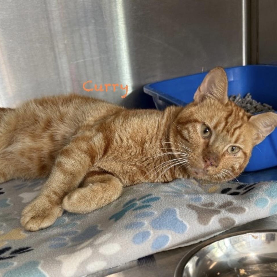 Enlarge Curry, a Adopted Domestic Short Hair in Palatine, IL image 1/1