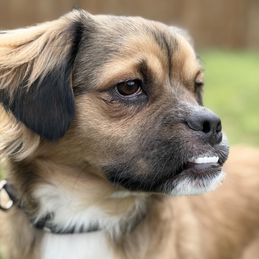 Fruit Loops, Adoptable, Adult Male Mixed Breed.