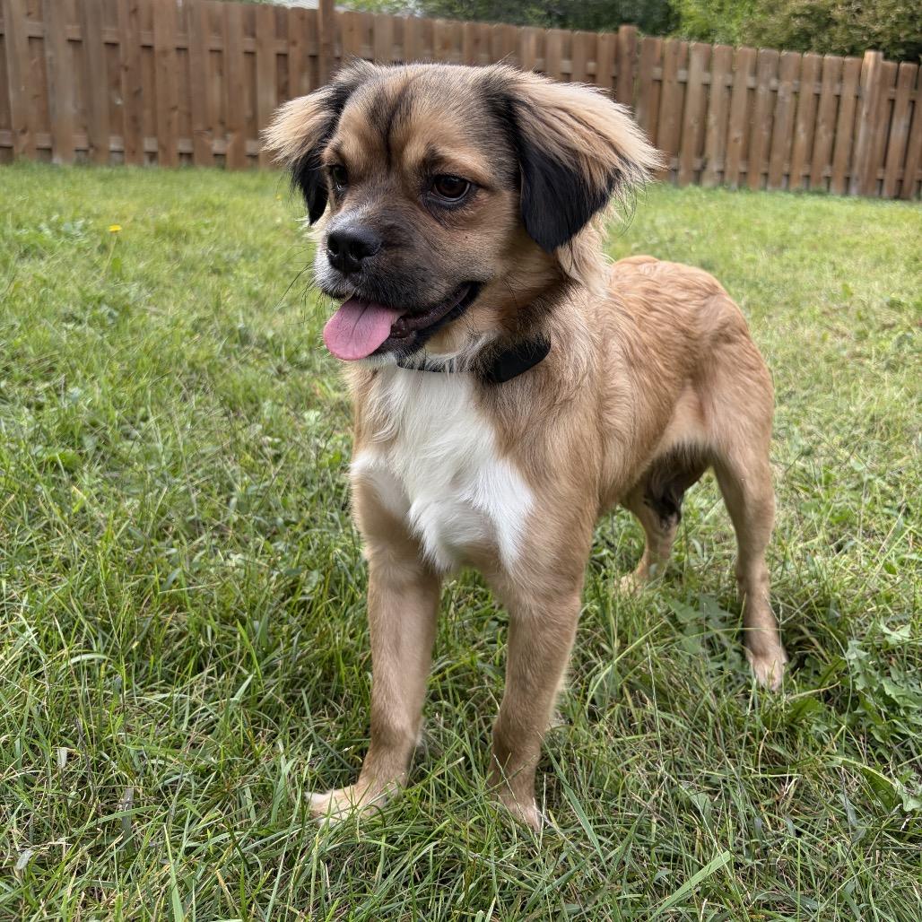 Enlarge Fruit Loops, a Adoptable Mixed Breed in Naperville, IL image 2/4