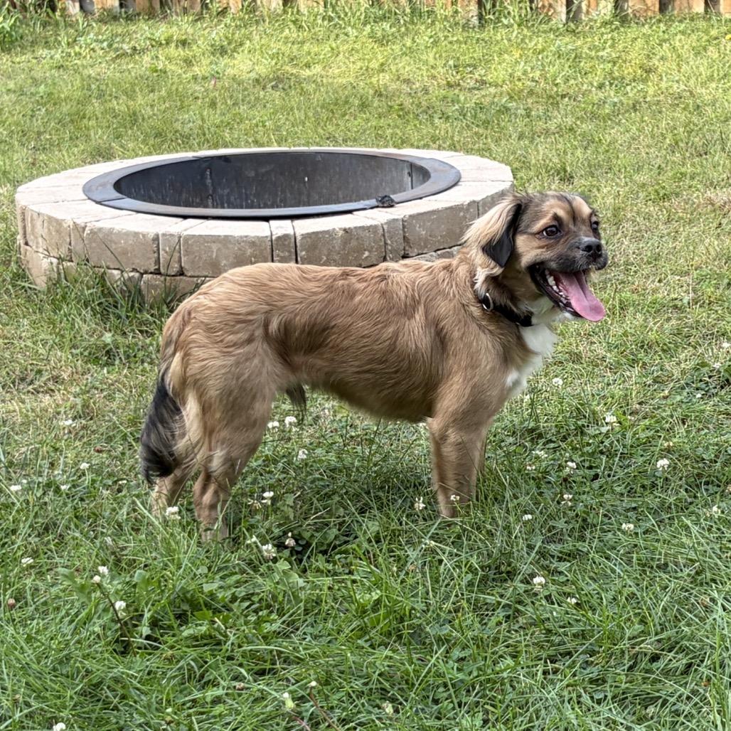 Enlarge Fruit Loops, a Adoptable Mixed Breed in Naperville, IL image 3/4