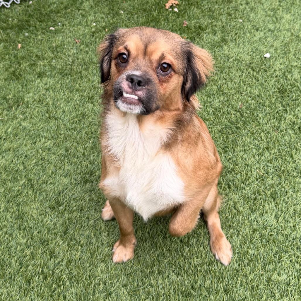 Enlarge Fruit Loops, a Adoptable Mixed Breed in Naperville, IL image 4/4