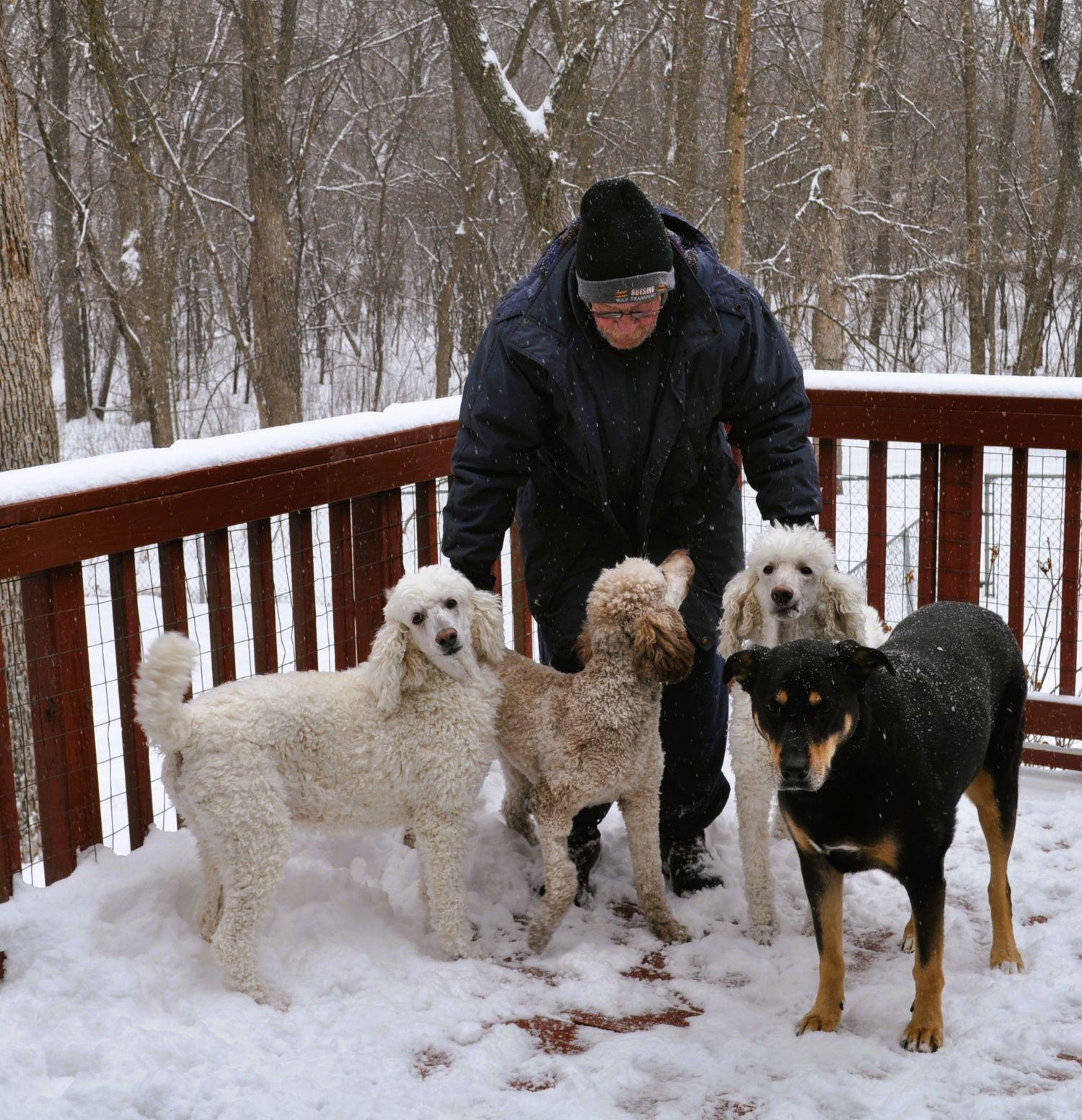 Enlarge MAVIS, a ADOPTABLE Standard Poodle in Elk River, MN image 4/6