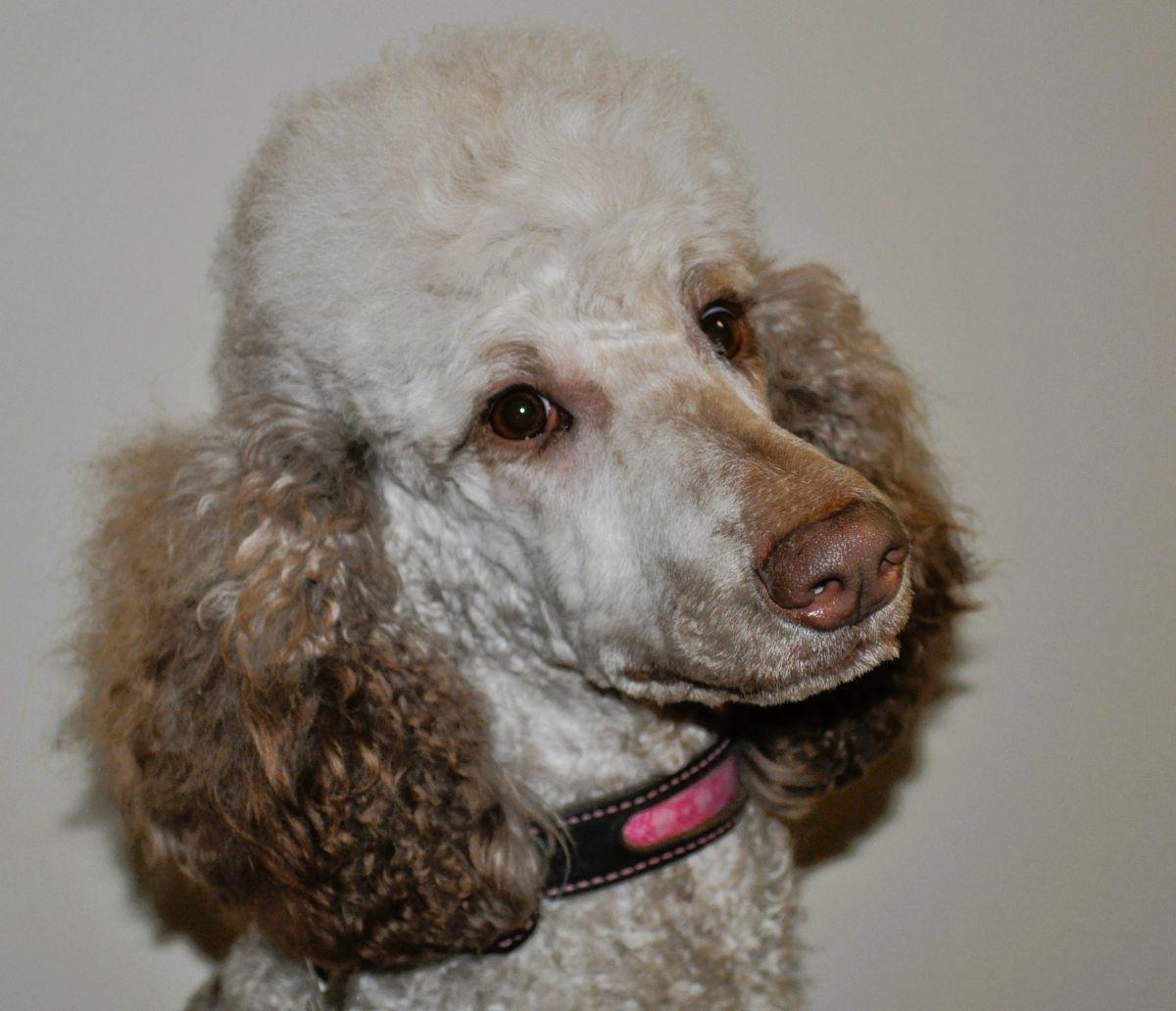 Enlarge MAVIS, a ADOPTABLE Standard Poodle in Elk River, MN image 1/6