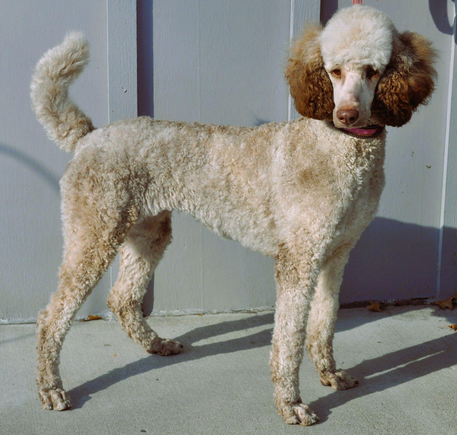 Enlarge MAVIS, a ADOPTABLE Standard Poodle in Elk River, MN image 2/6