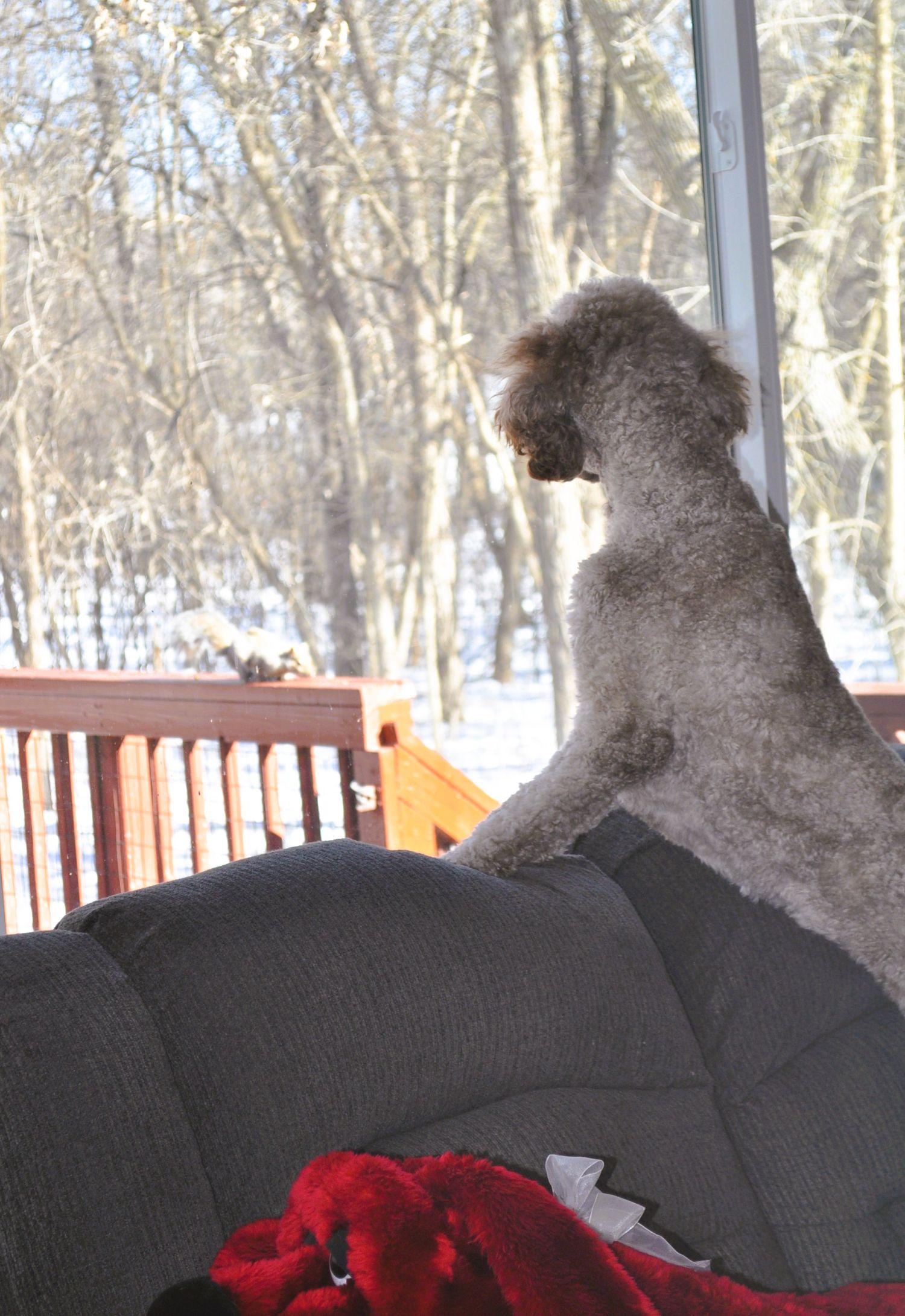 Enlarge MAVIS, a ADOPTABLE Standard Poodle in Elk River, MN image 3/6