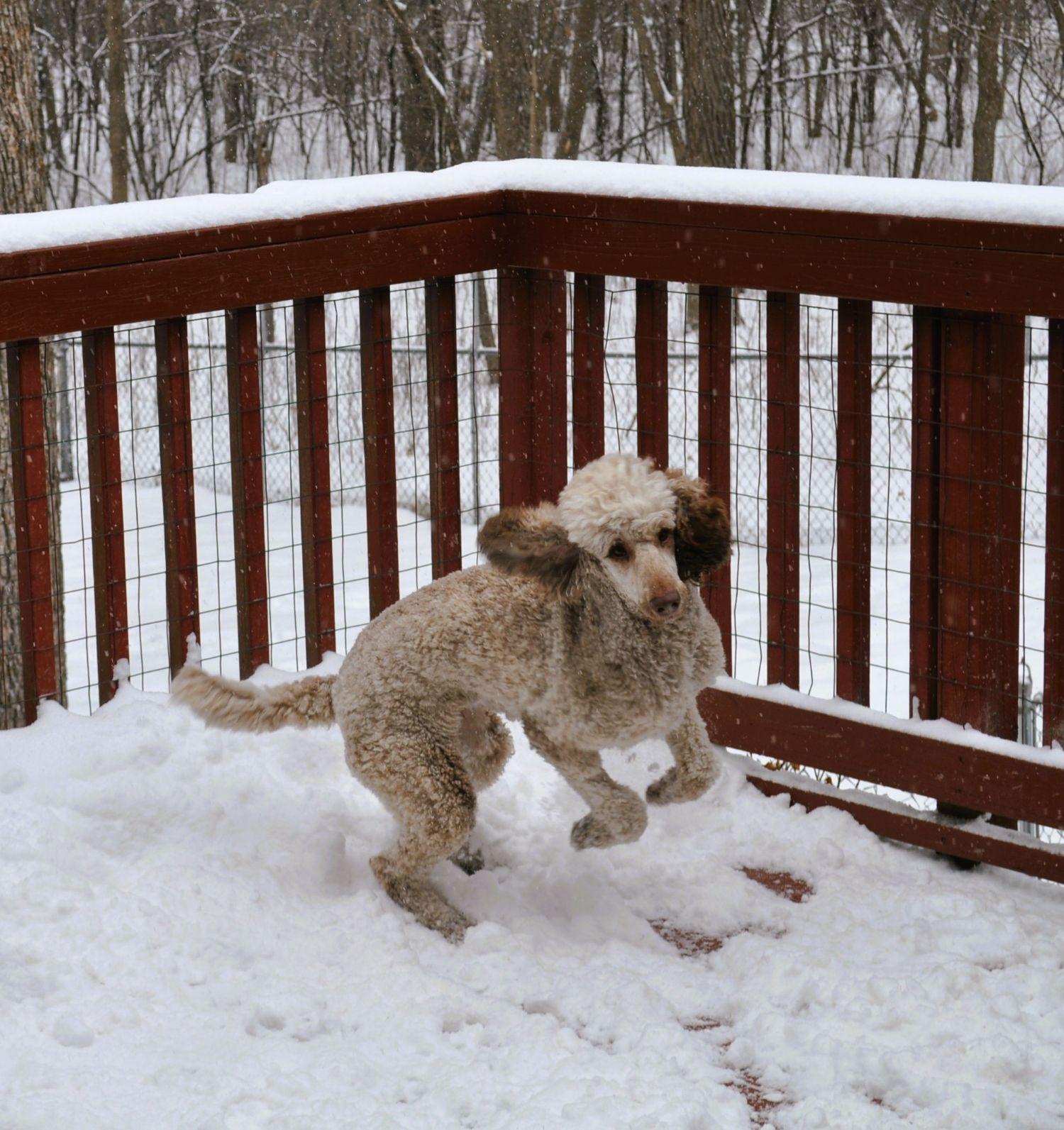 Enlarge MAVIS, a ADOPTABLE Standard Poodle in Elk River, MN image 5/6