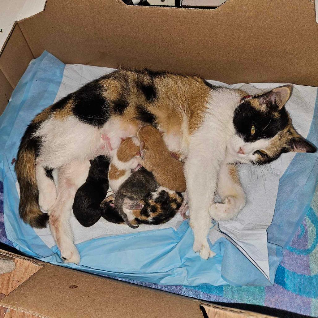 Papaya — thumbnail 2