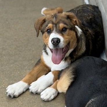 Enlarge Ivan, a ADOPTABLE mixed breed in Fremont, MI image 1/2