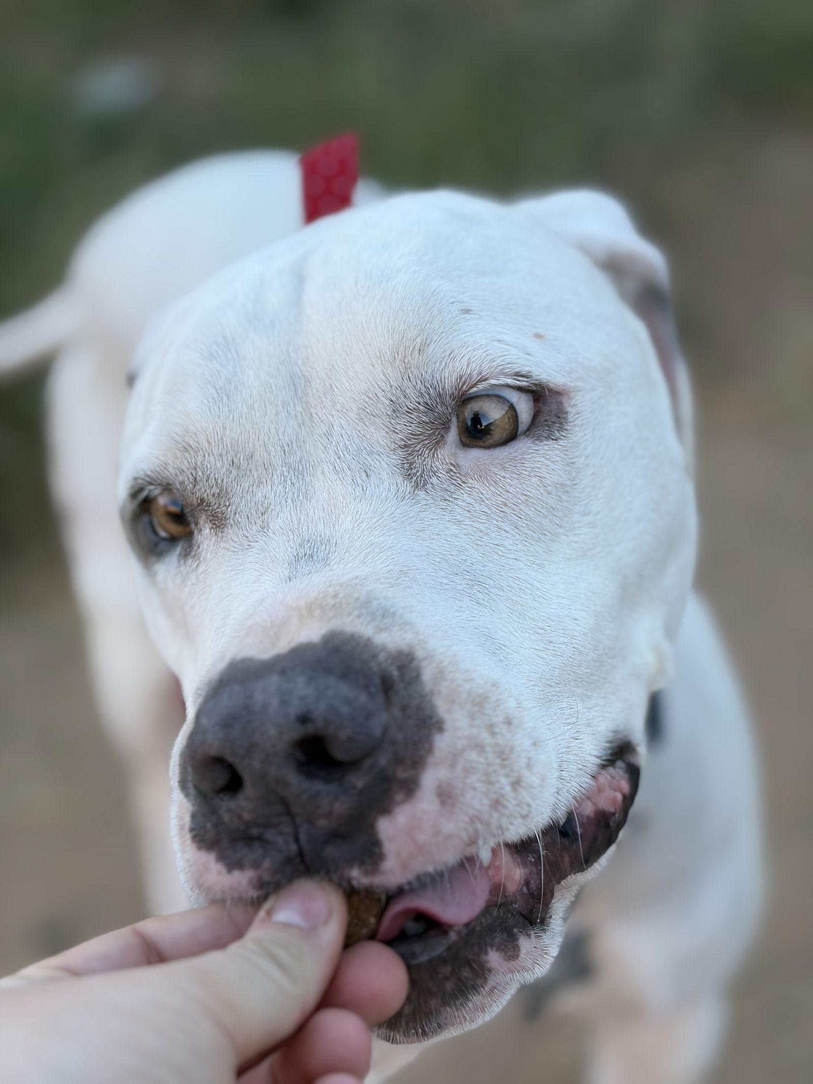 Enlarge OLAF, a Adoptable mixed breed in Chandler, AZ image 1/3