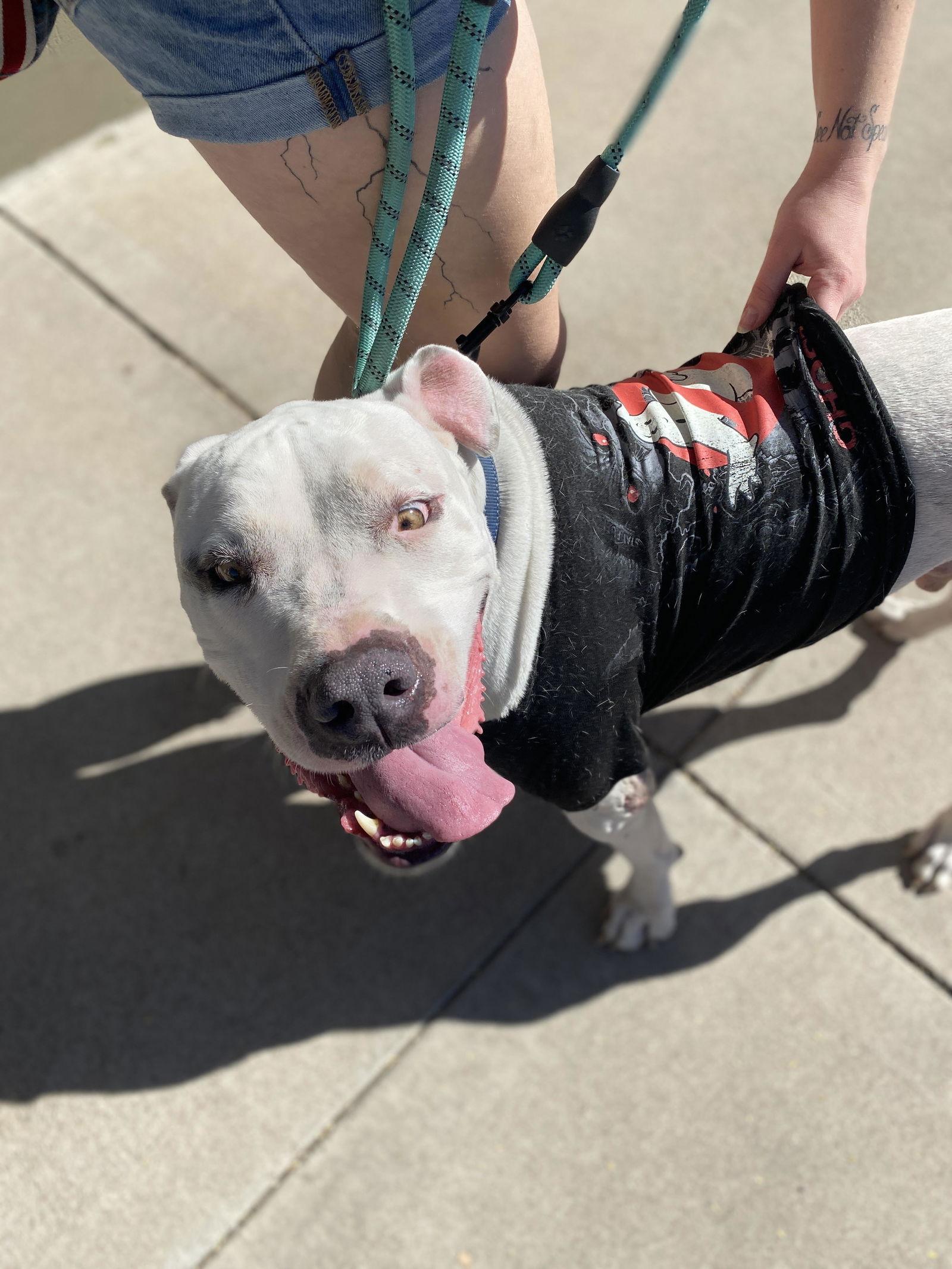 OLAF, a Adoptable mixed breed in Chandler, AZ image 1/3