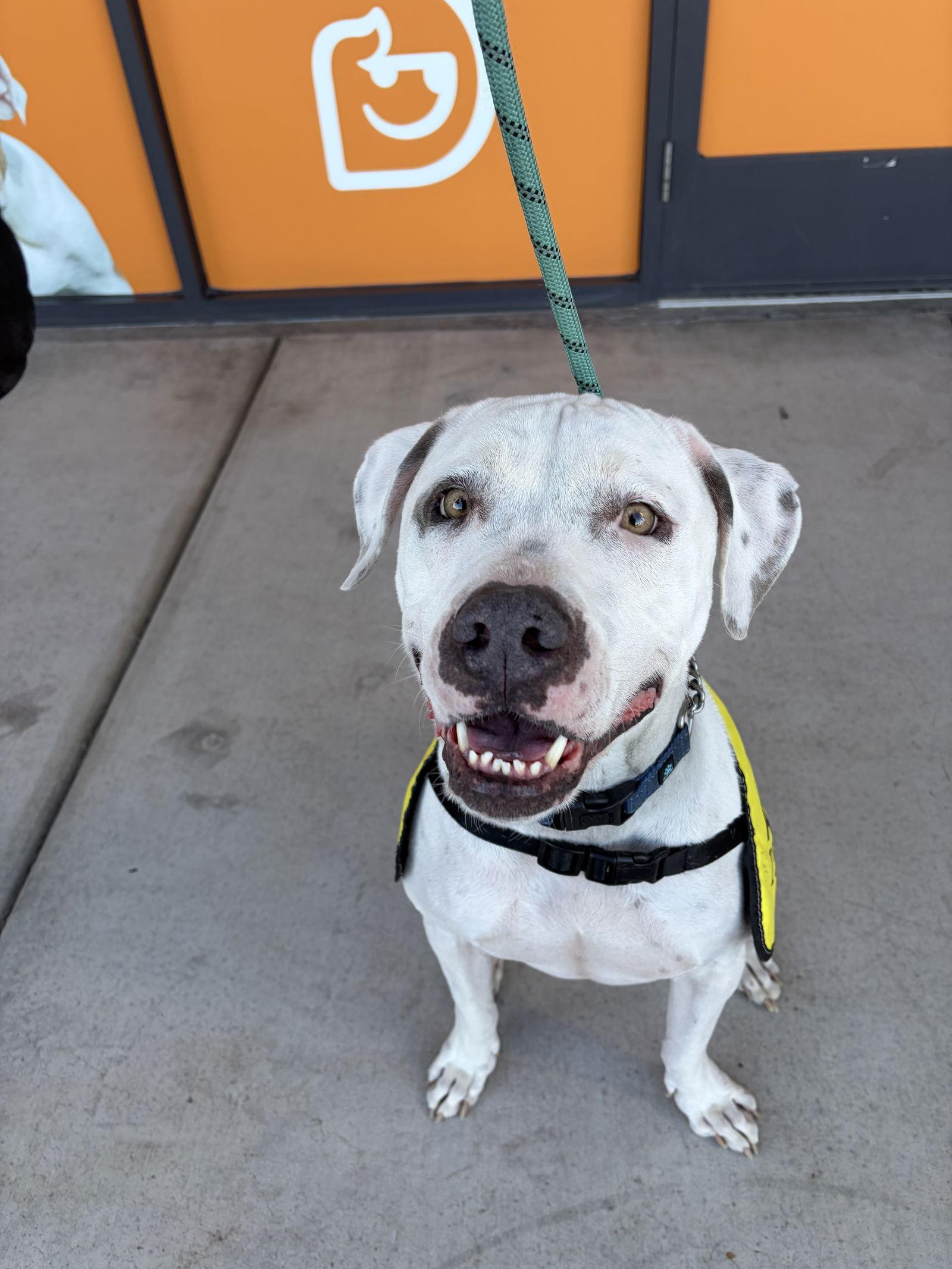 Enlarge OLAF, a Adoptable mixed breed in Chandler, AZ image 2/3