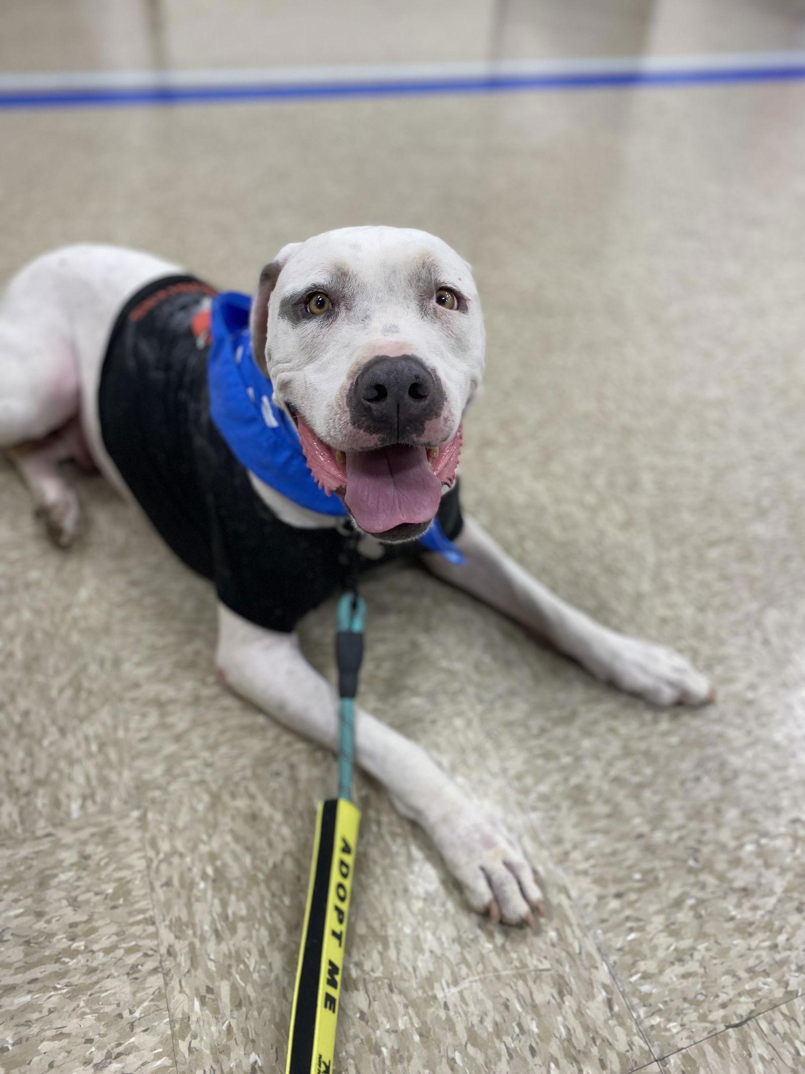 OLAF, a Adoptable mixed breed in Chandler, AZ image 2/3