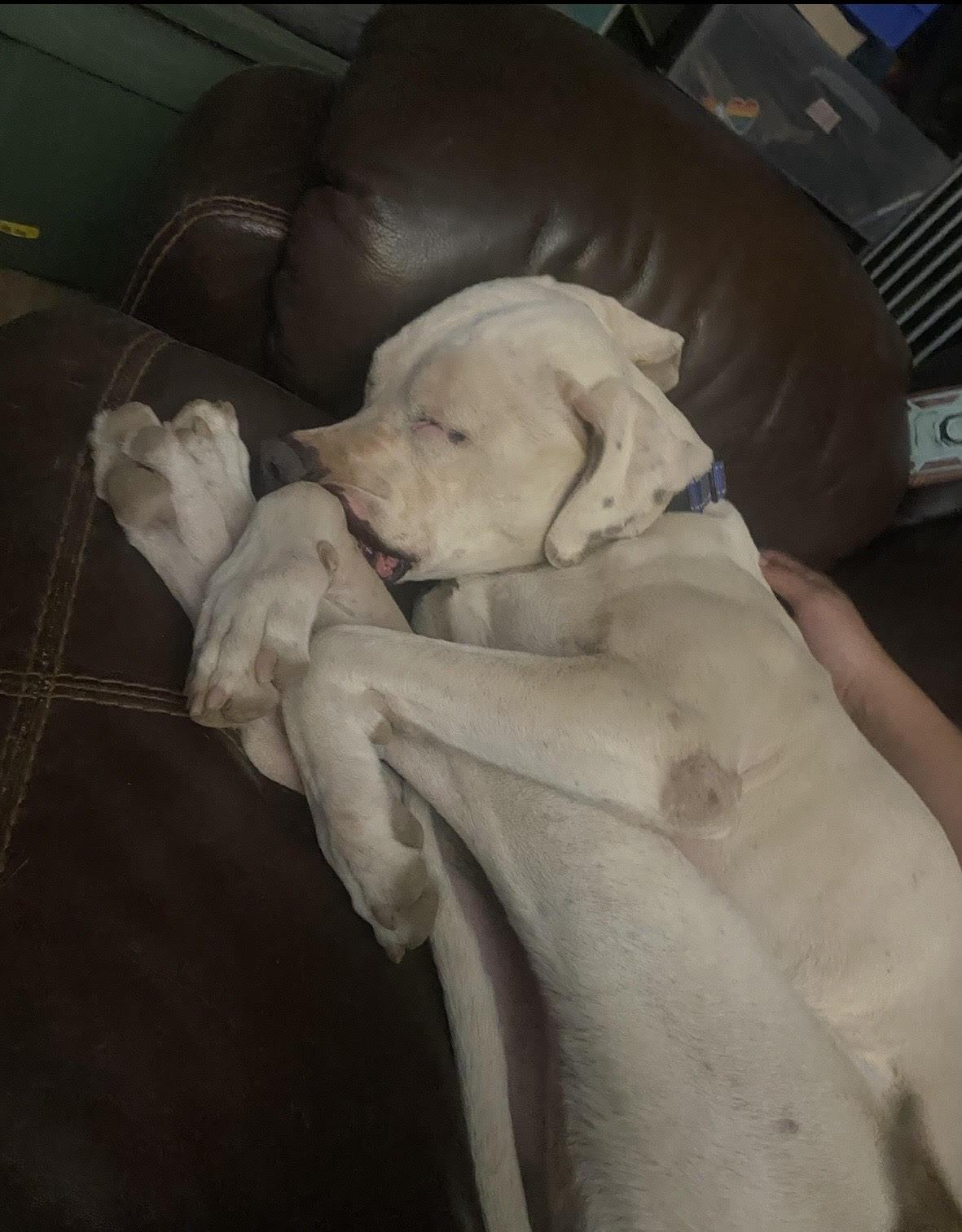 Enlarge OLAF, a Adoptable mixed breed in Chandler, AZ image 2/3