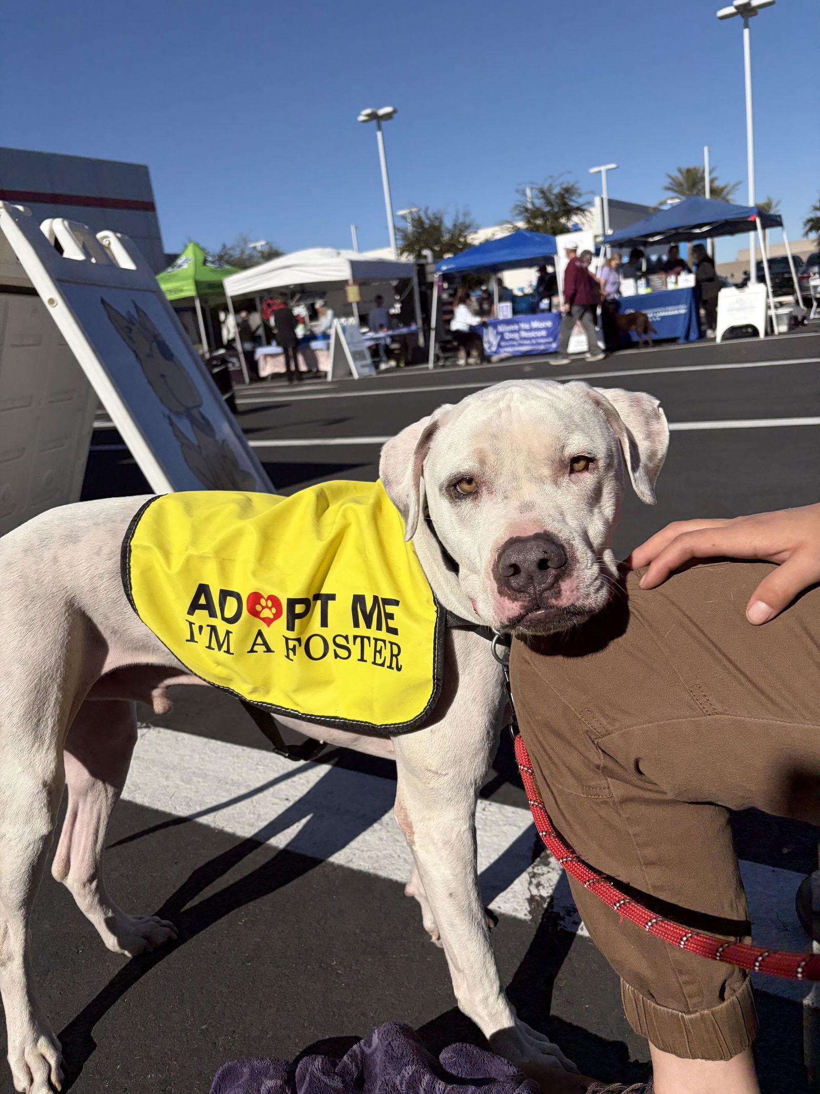 Enlarge OLAF, a Adoptable mixed breed in Chandler, AZ image 3/3