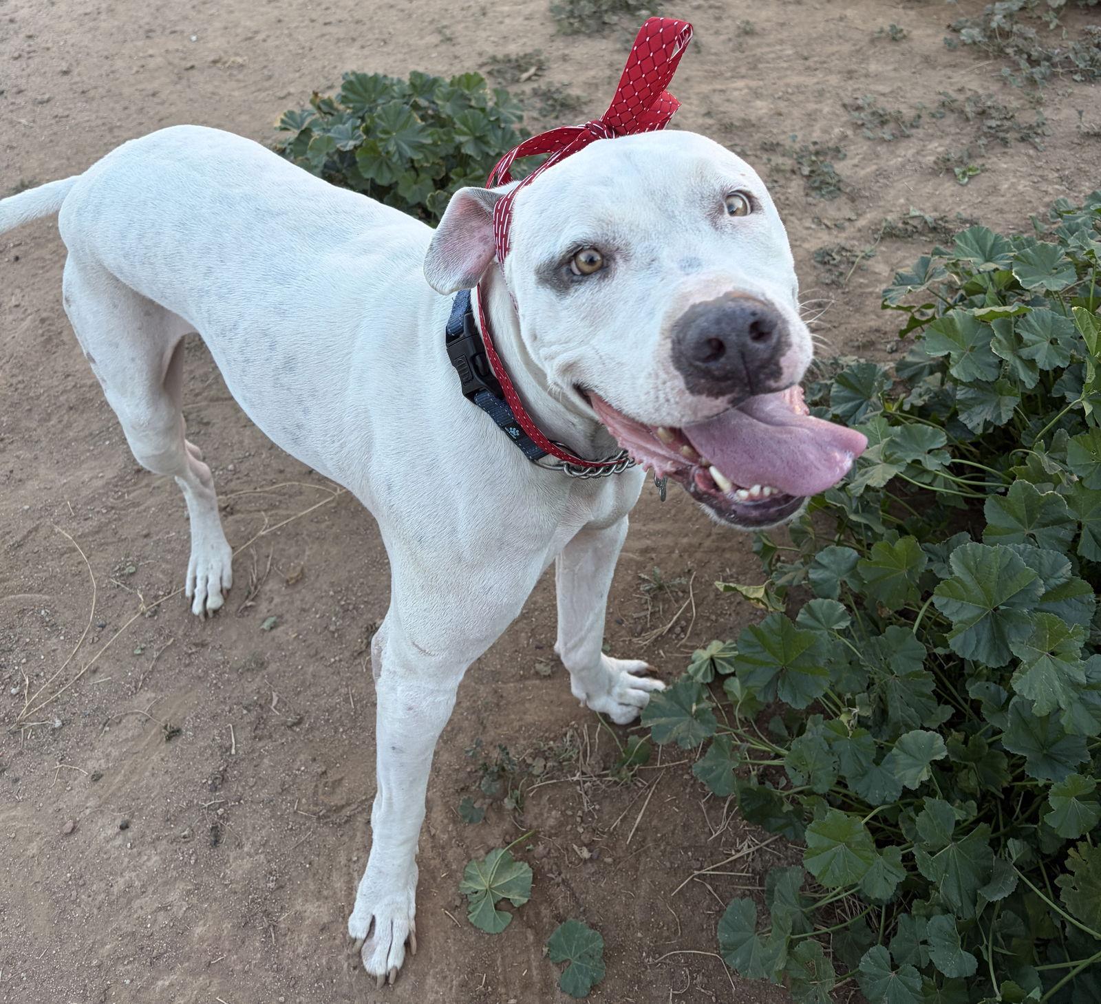 Enlarge OLAF, a Adoptable mixed breed in Chandler, AZ image 3/3