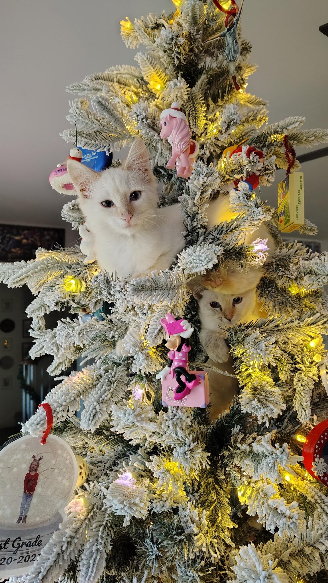 Enlarge Katsu, a Adoptable Domestic Medium Hair in Murray, KY image 4/6