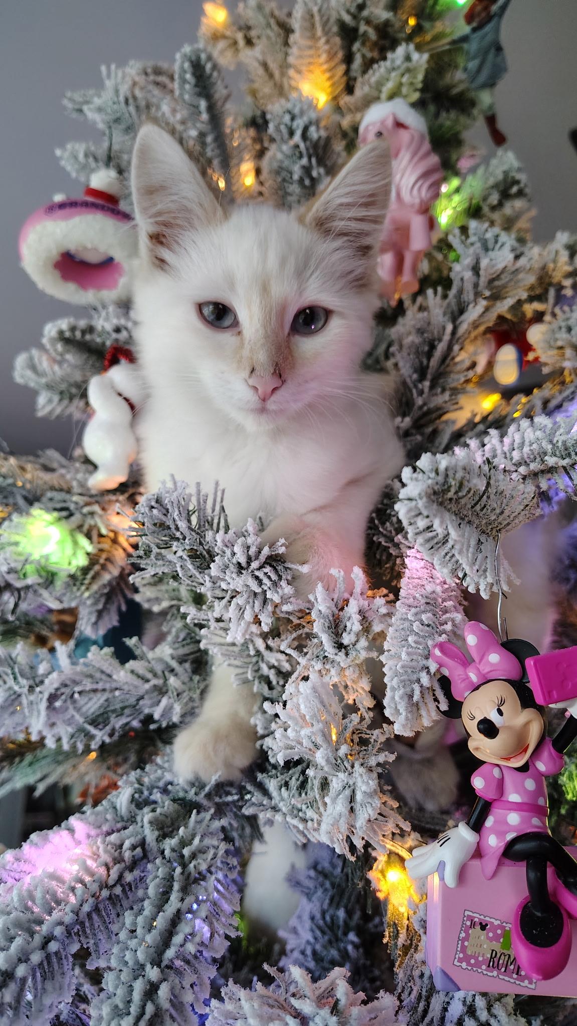 Enlarge Katsu, a Adoptable Domestic Medium Hair in Murray, KY image 1/6