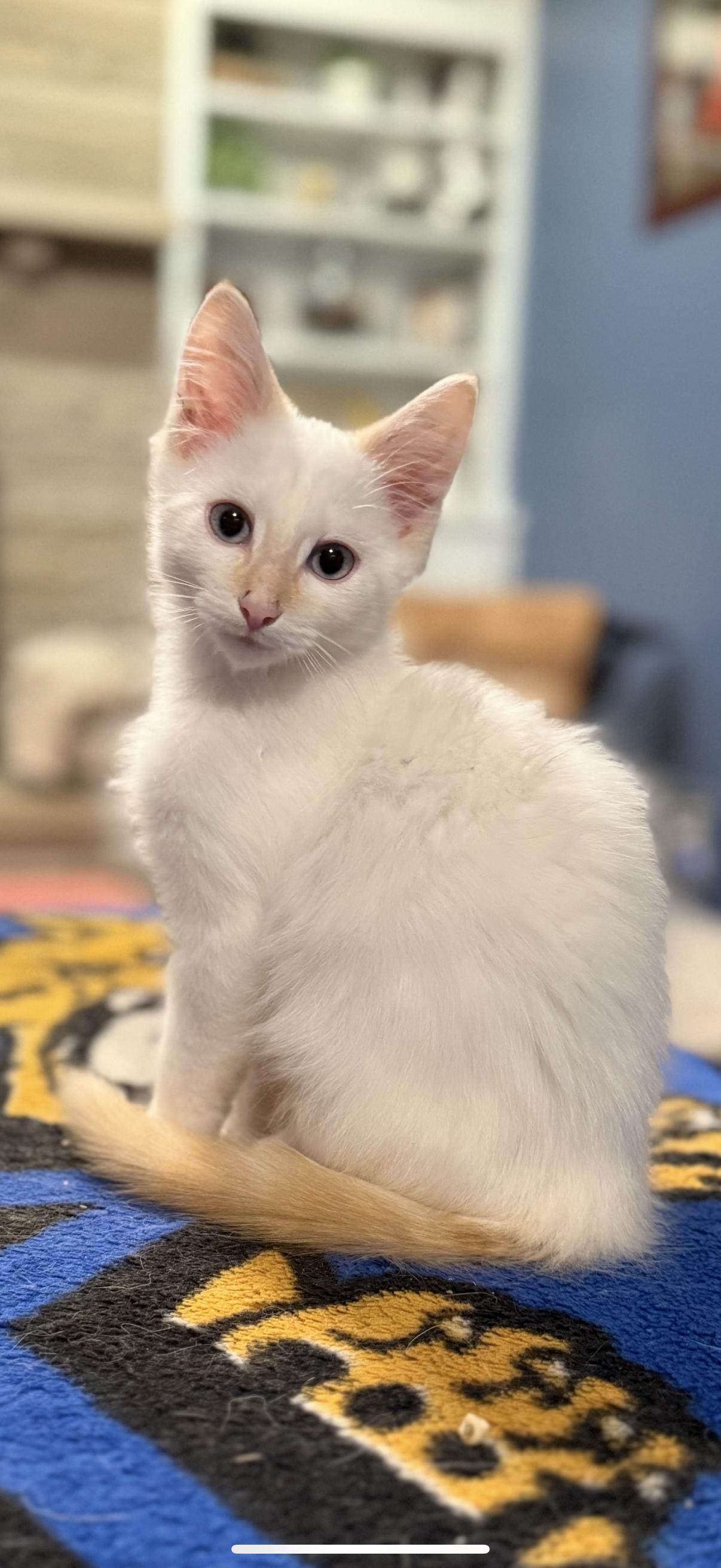 Katsu, Adoptable, Kitten Male Domestic Medium Hair.