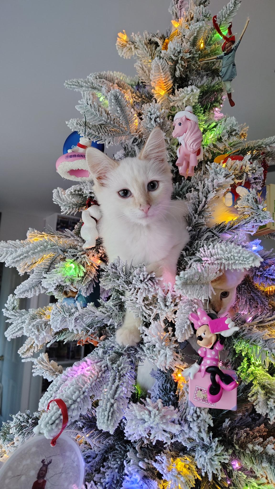 Katsu, adopted, Kitten Male Domestic Medium Hair.