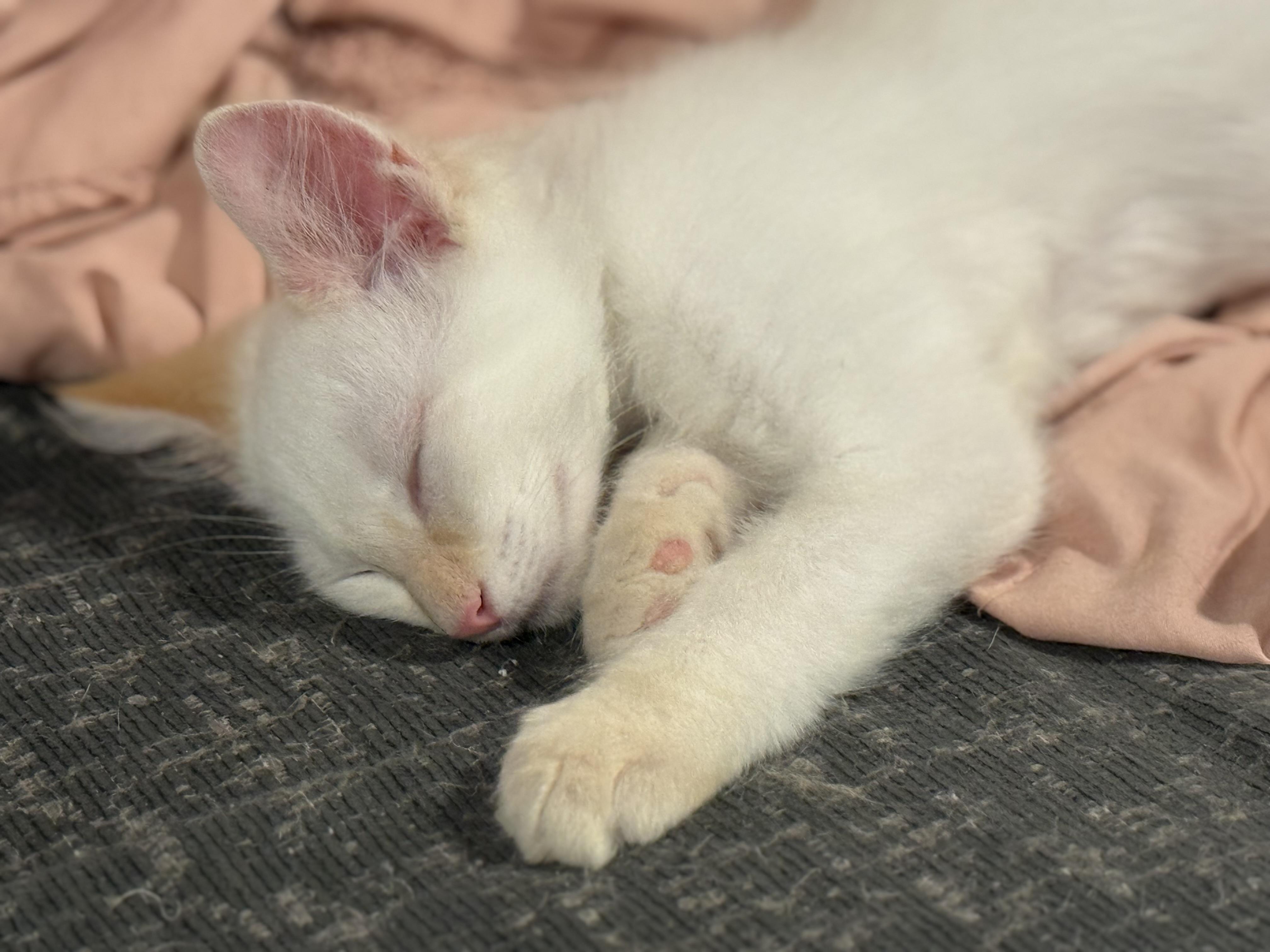 Enlarge Katsu, a Adoptable Domestic Medium Hair in Murray, KY image 2/3