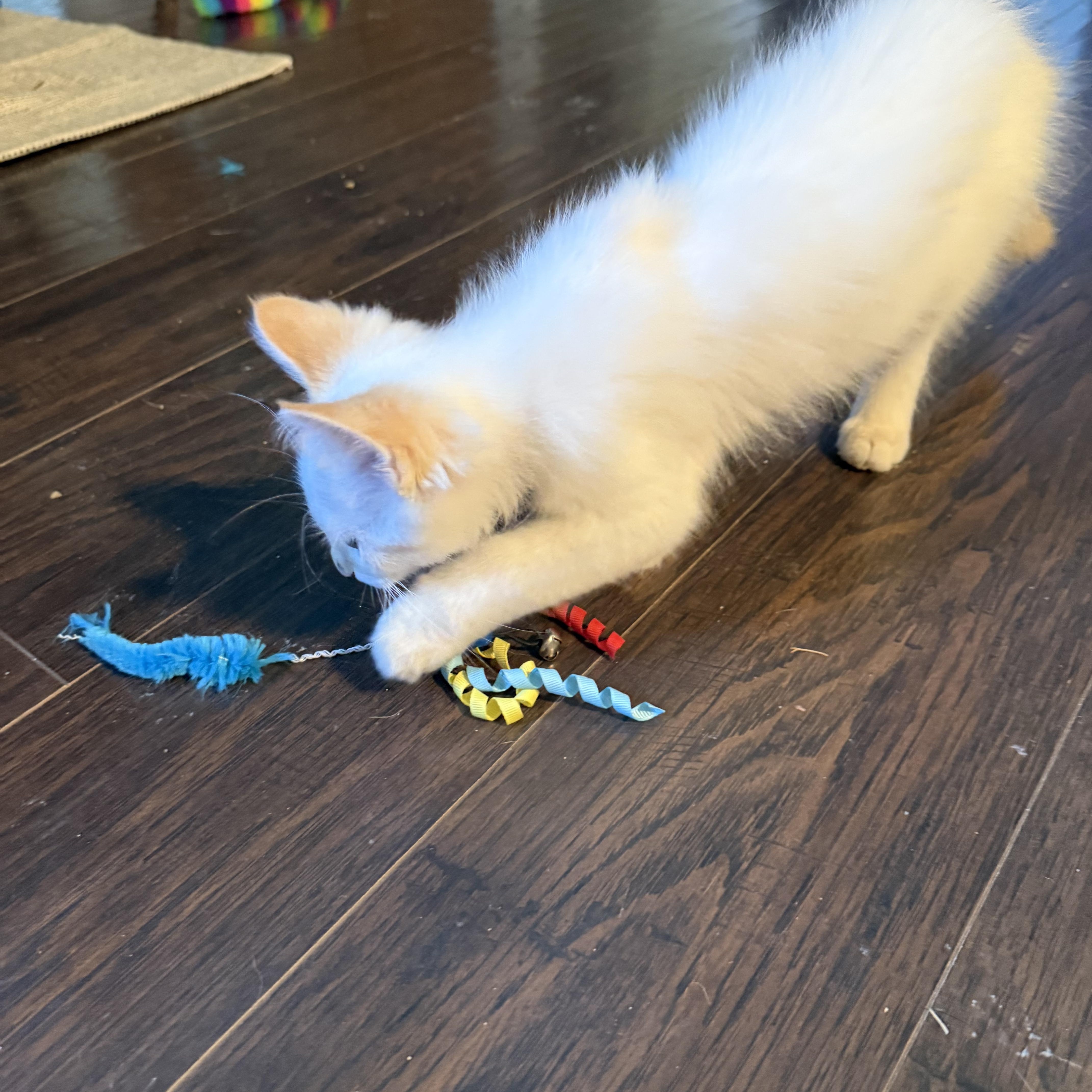 Enlarge Katsu, a Adoptable Domestic Medium Hair in Murray, KY image 3/3