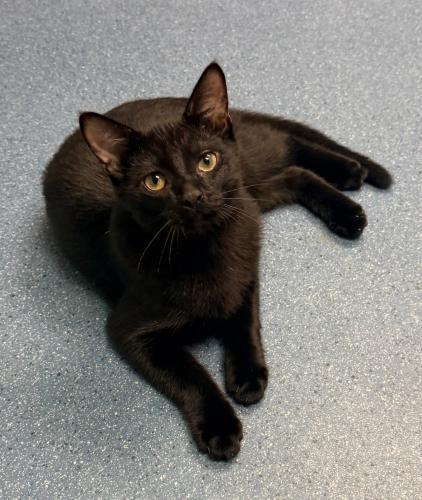 Enlarge Midnight, a Adoptable Domestic Short Hair in St. Johnsbury, VT image 1/2