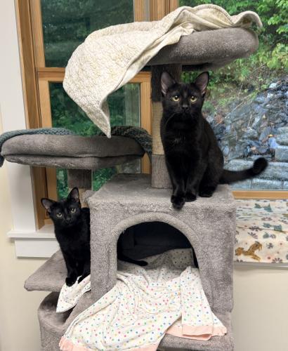 Enlarge Midnight, a Adoptable Domestic Short Hair in St. Johnsbury, VT image 2/2