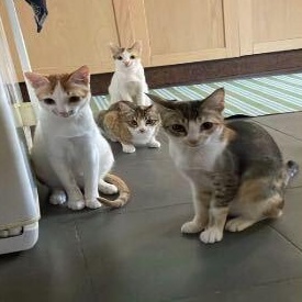 Enlarge Marilyn & her kittens, a ADOPTABLE Domestic Short Hair in Waltham, MA image 6/6