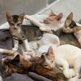 Marilyn & her kittens, ADOPTABLE, Kitten Male Domestic Short Hair.