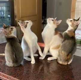 Enlarge Marilyn & her kittens, a ADOPTABLE Domestic Short Hair in Waltham, MA image 2/6