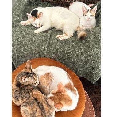 Enlarge Marilyn & her kittens, a ADOPTABLE Domestic Short Hair in Waltham, MA image 3/6