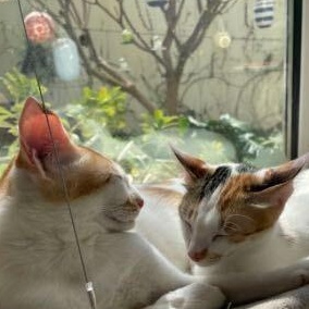 Enlarge Marilyn & her kittens, a ADOPTABLE Domestic Short Hair in Waltham, MA image 5/6