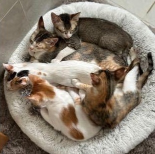 Enlarge Marilyn & her kittens, a ADOPTABLE Domestic Short Hair in Waltham, MA image 4/6