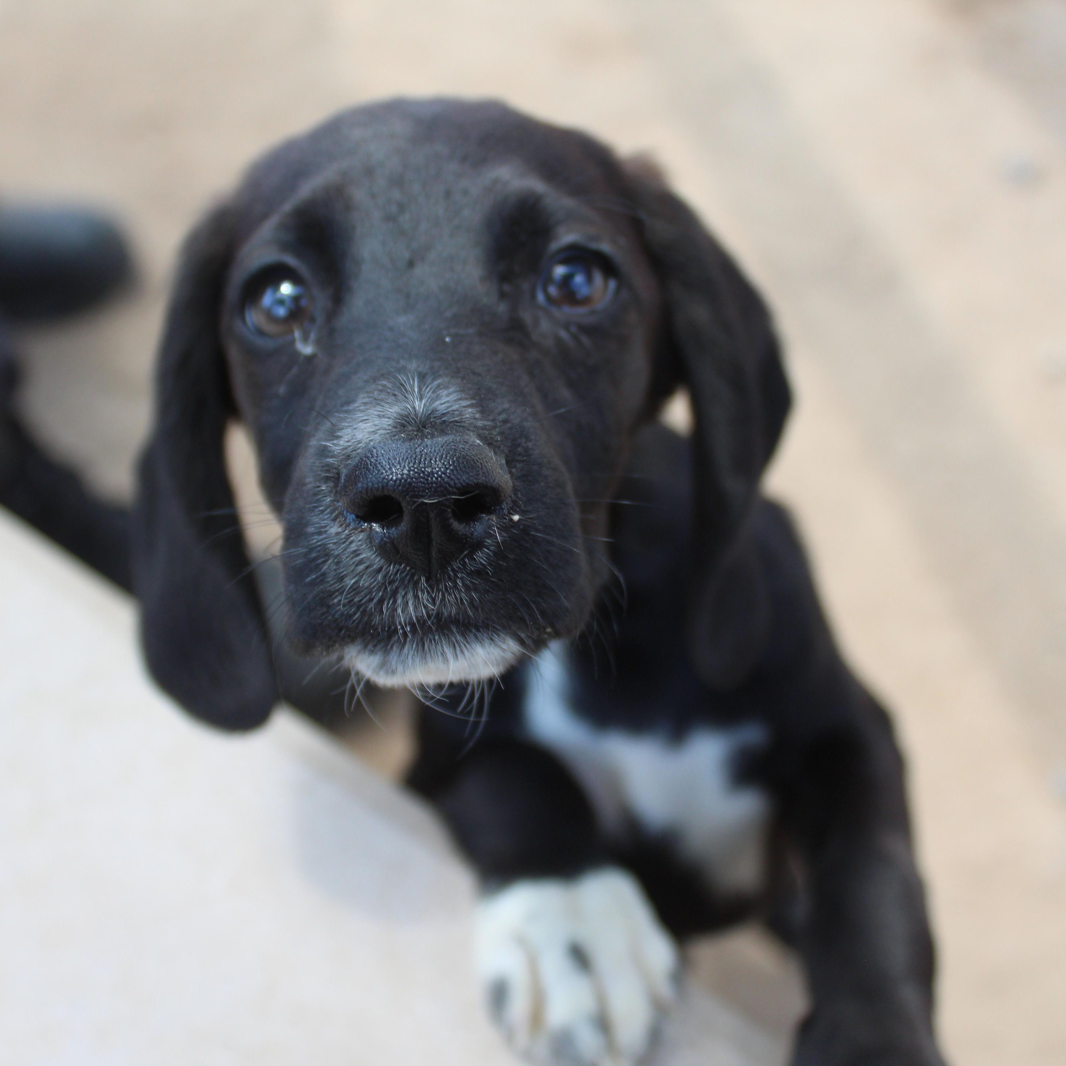 Enlarge Hunter, an adopted mixed breed in Yucca Valley, CA image 3/6