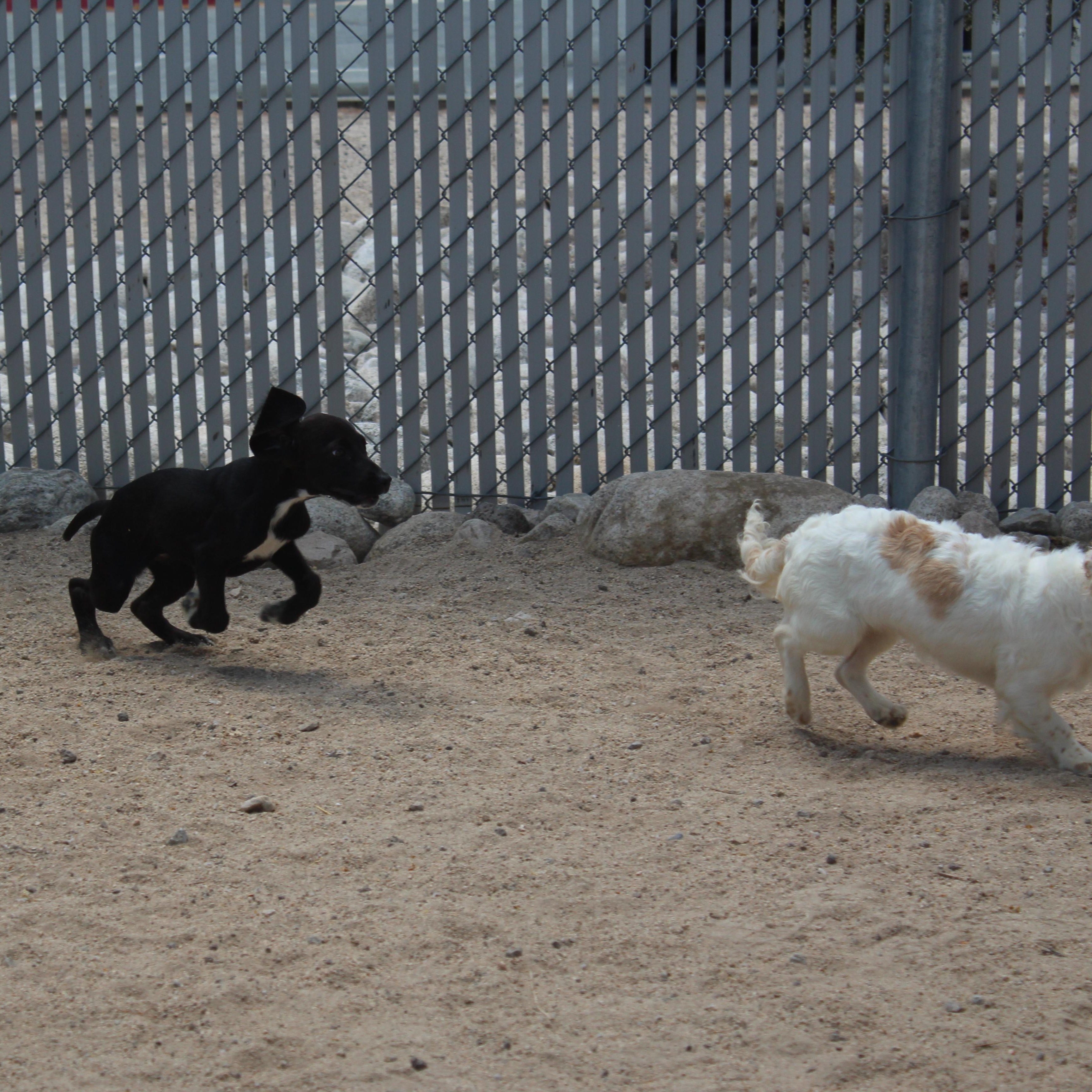 Enlarge Hunter, an adopted mixed breed in Yucca Valley, CA image 4/6