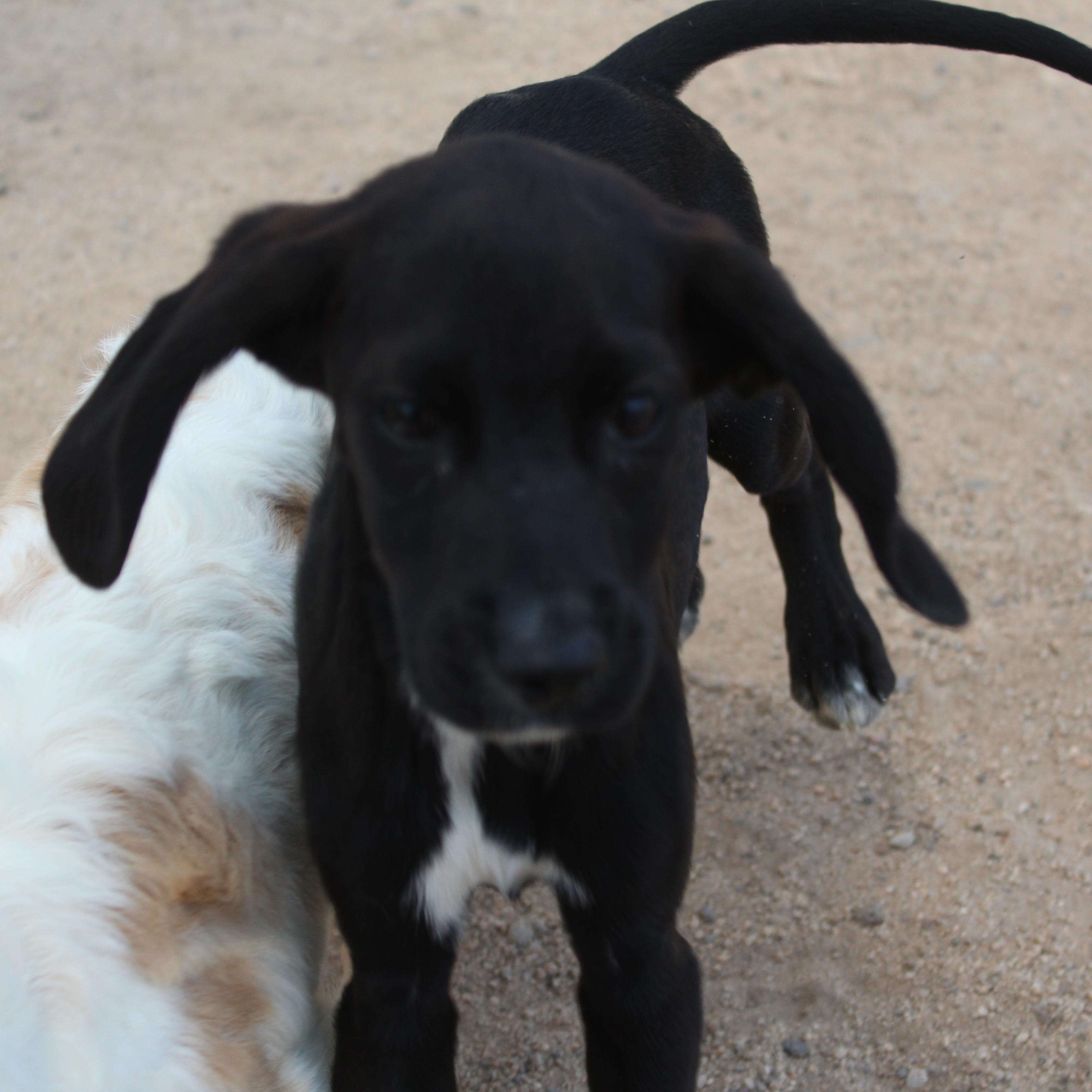 Enlarge Hunter, an adopted mixed breed in Yucca Valley, CA image 6/6