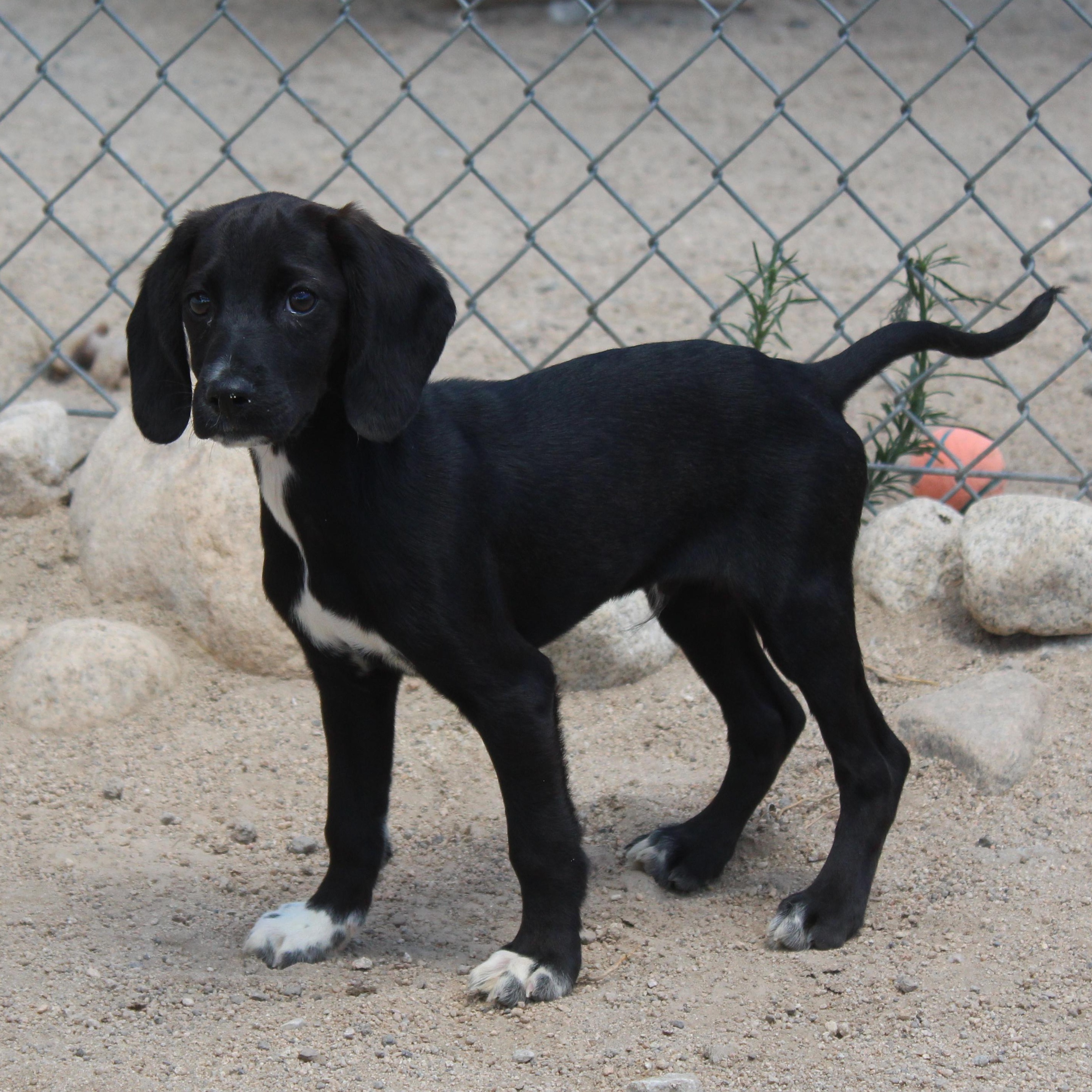 Enlarge Hunter, an adopted mixed breed in Yucca Valley, CA image 2/6