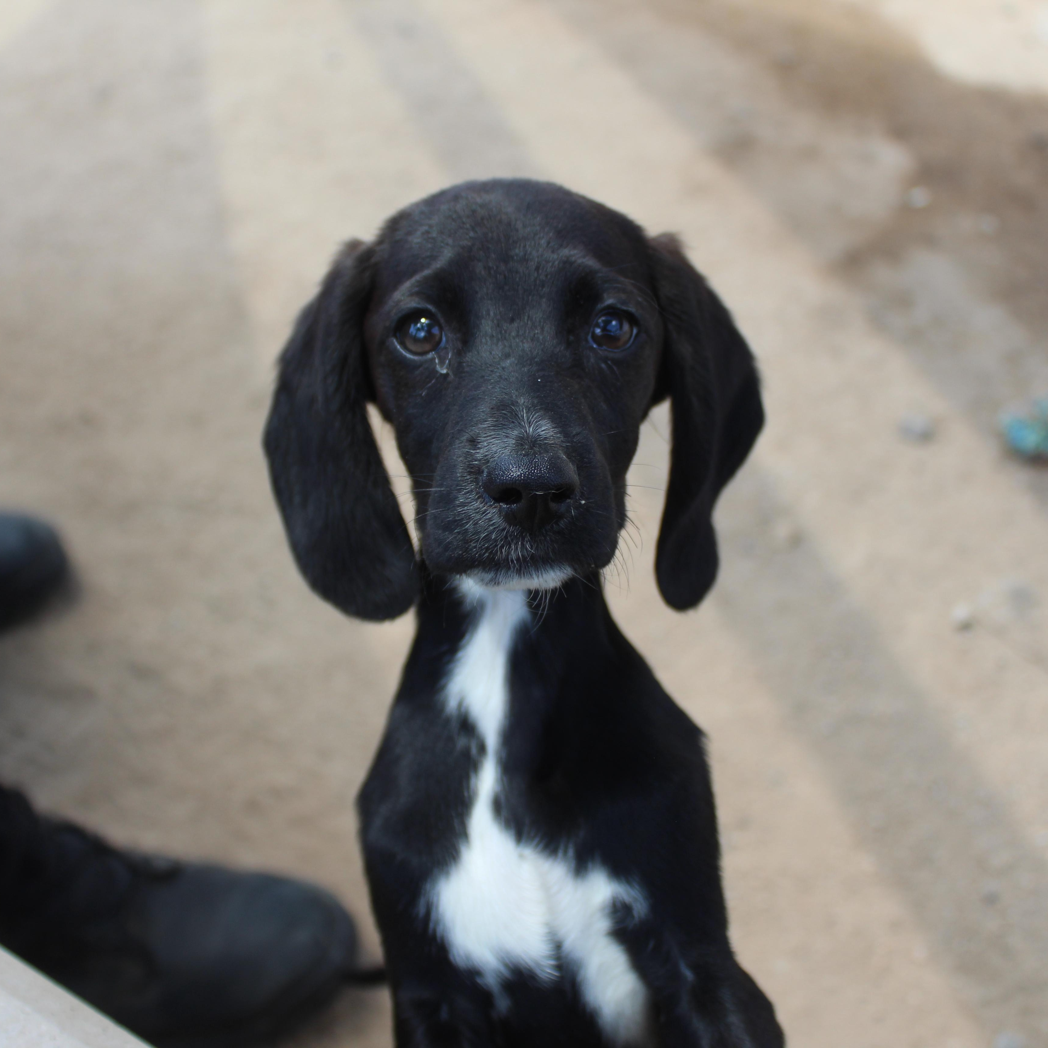 Enlarge Hunter, an adopted mixed breed in Yucca Valley, CA image 1/6