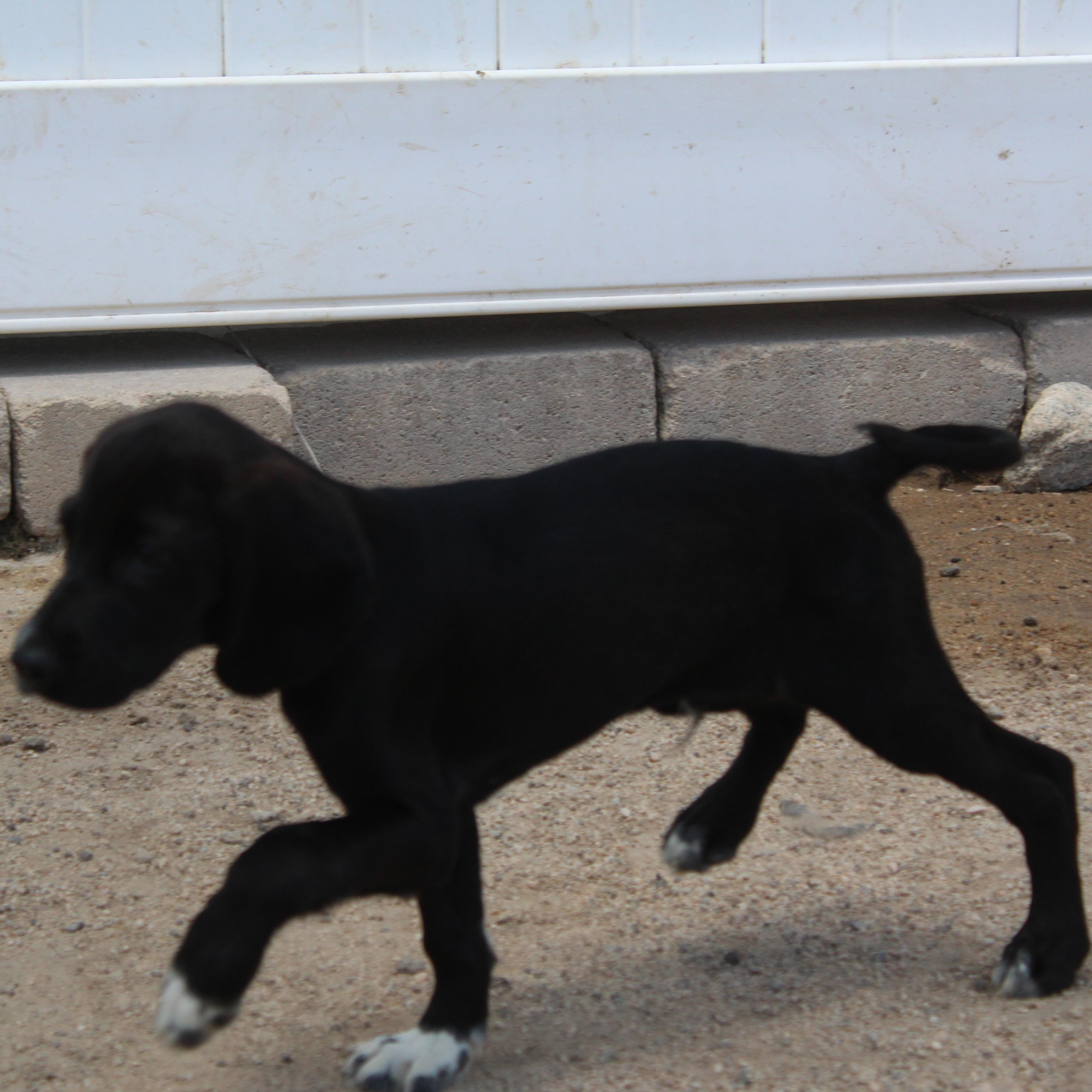 Enlarge Hunter, an adopted mixed breed in Yucca Valley, CA image 5/6