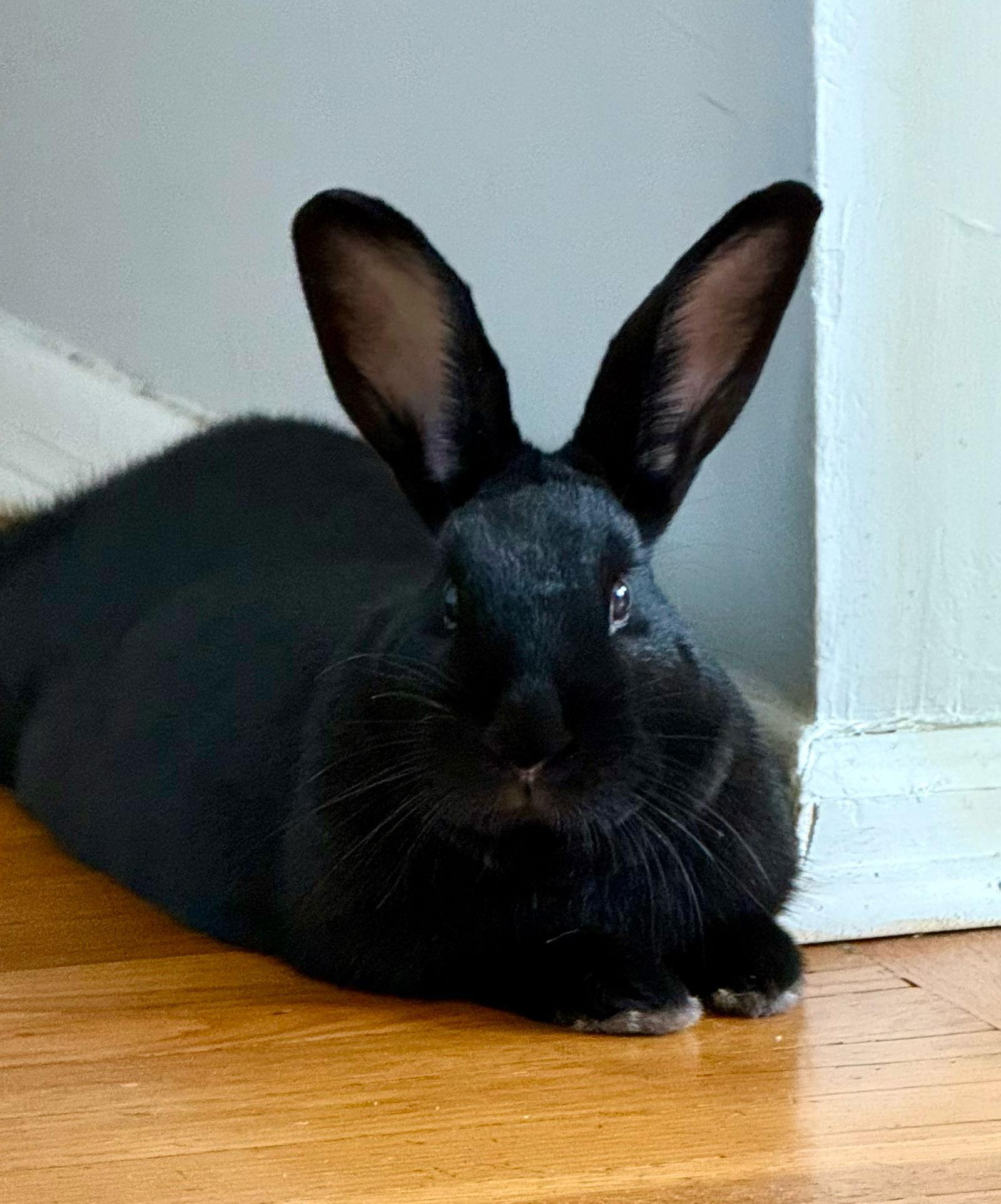 Enlarge Berry, a Adoptable American in Great Neck, NY image 1/3