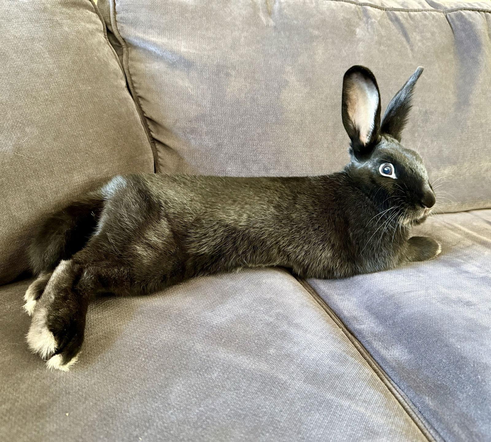 Enlarge Berry, a Adoptable American in Great Neck, NY image 2/3