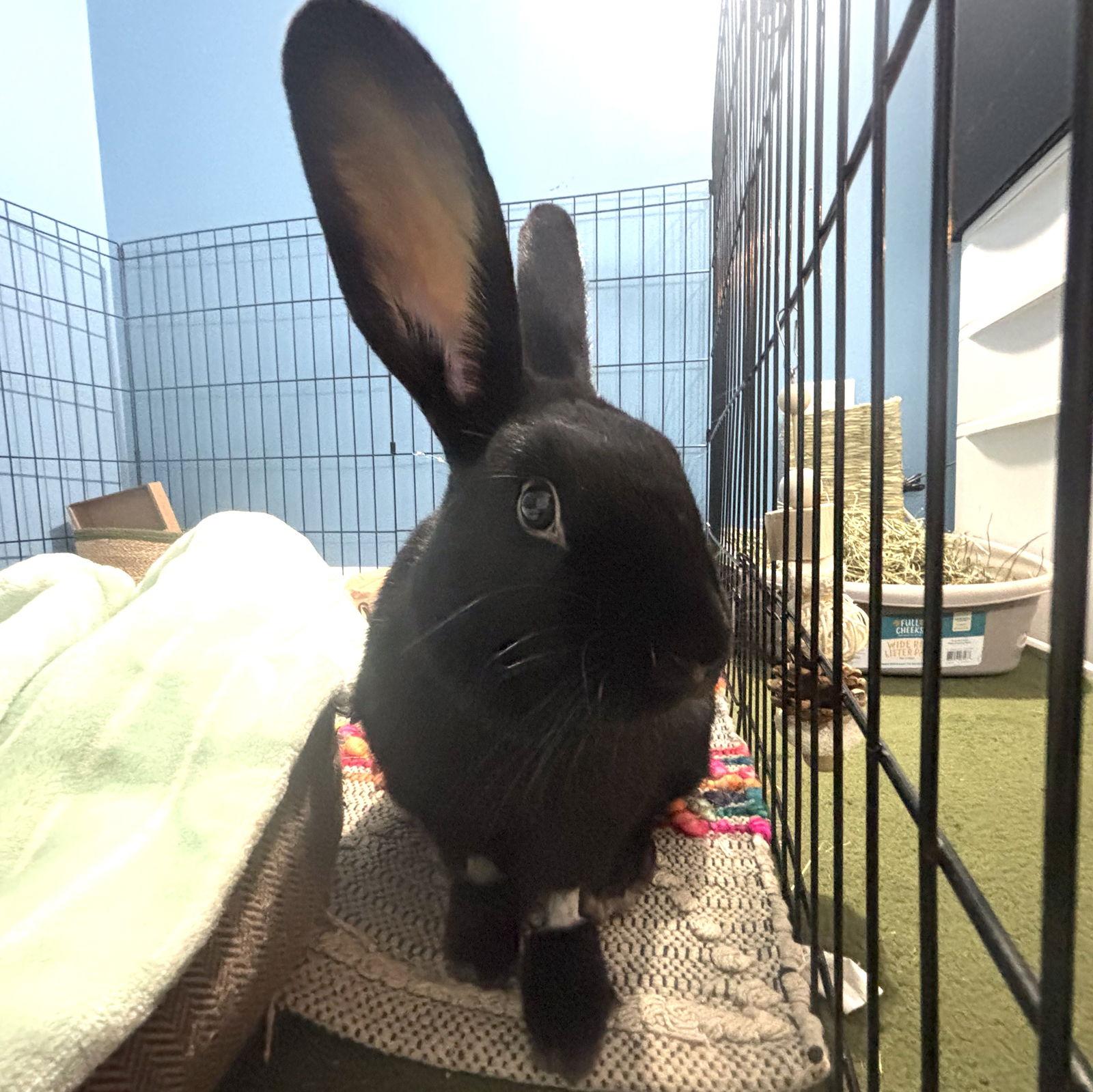 Berry, Adoptable, Young Female American.