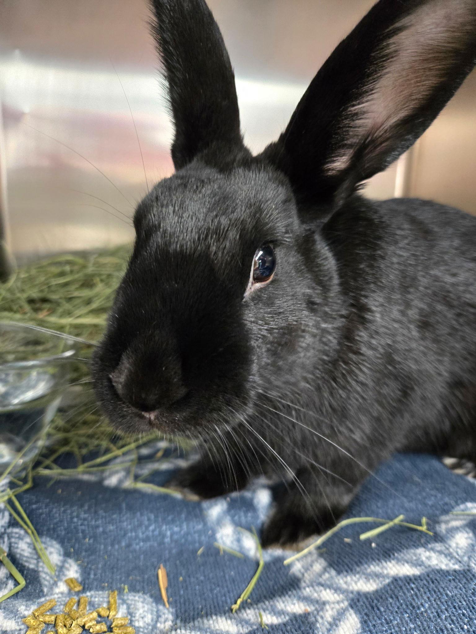 Enlarge Berry, a Adoptable American in Great Neck, NY image 3/3