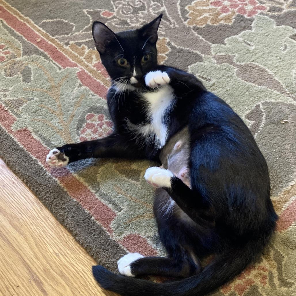 Jelly Bean, Adoptable, Adult Female Domestic Short Hair.